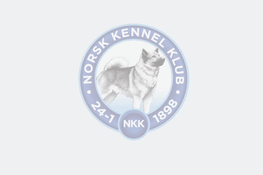 8 Valper - Schäferhund normalhår