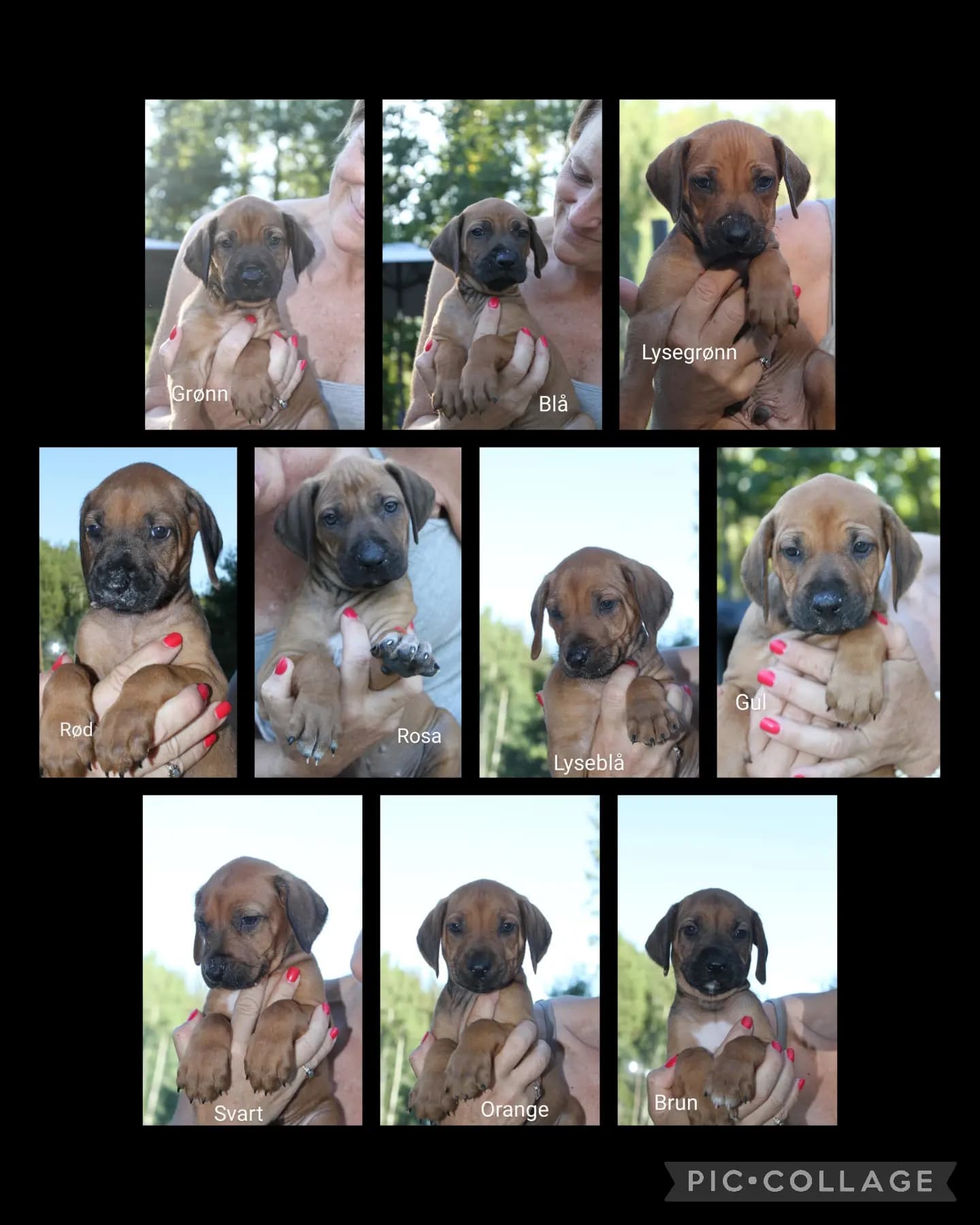 10 Valper - Rhodesian Ridgeback