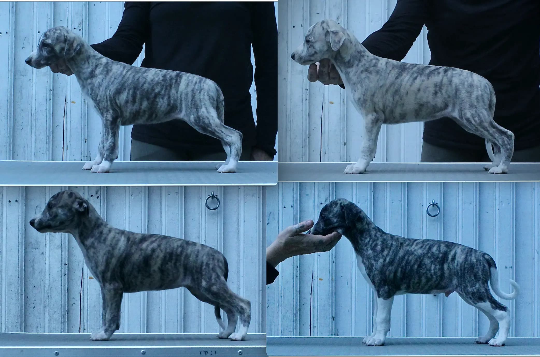 4 Valper - Whippet