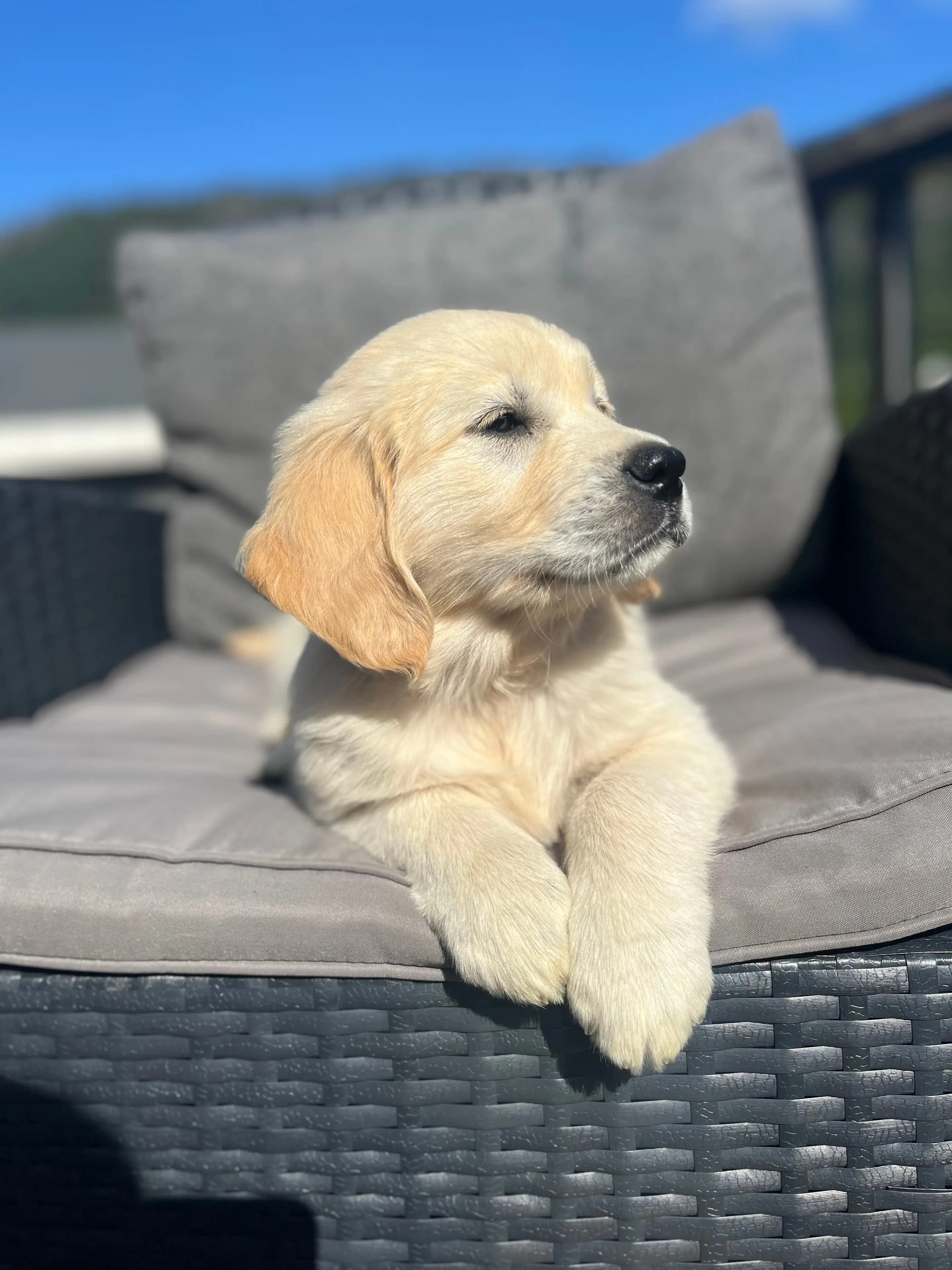 7 Valper - Golden Retriever