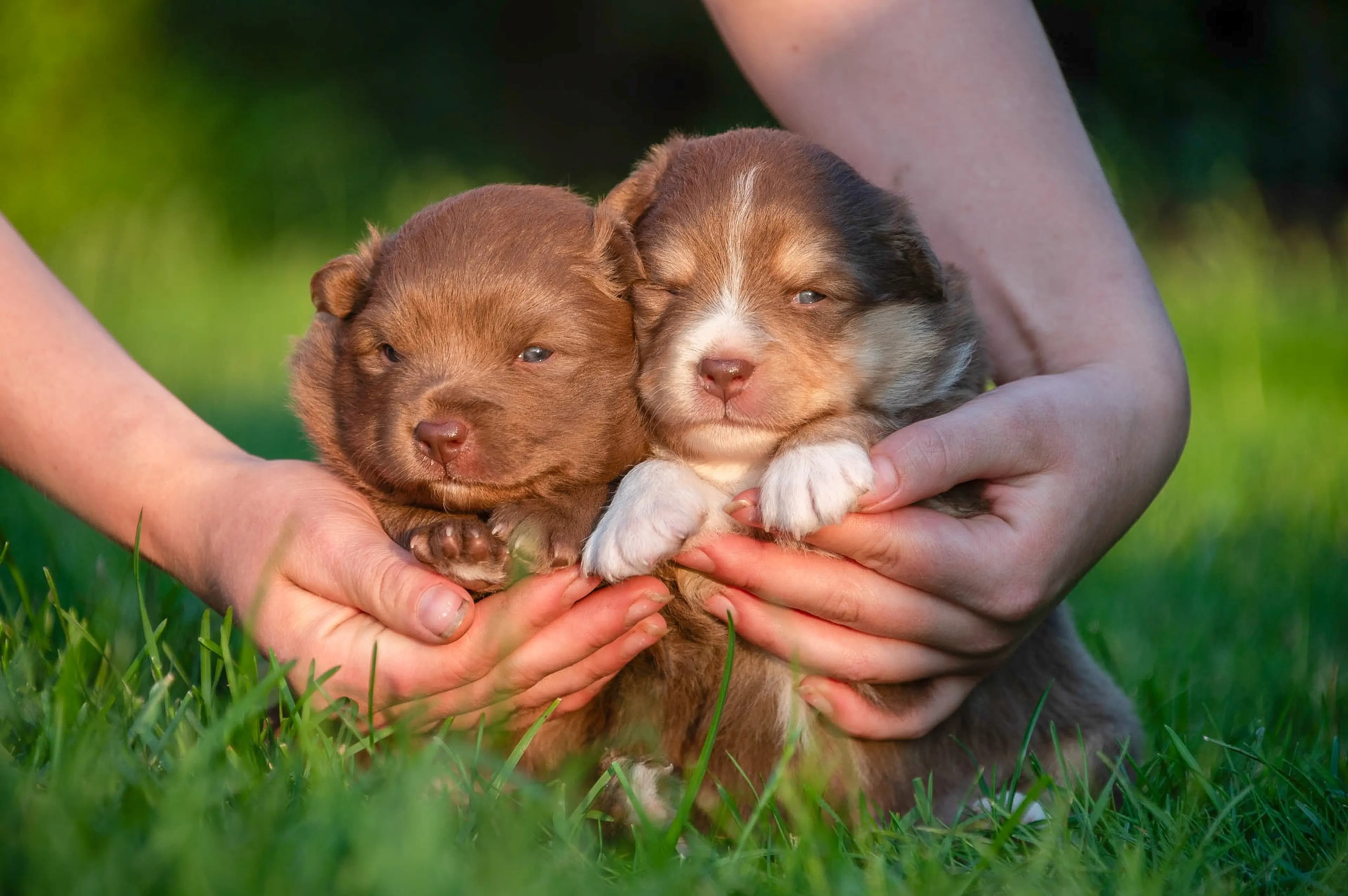 5 Valper - Finsk Lapphund