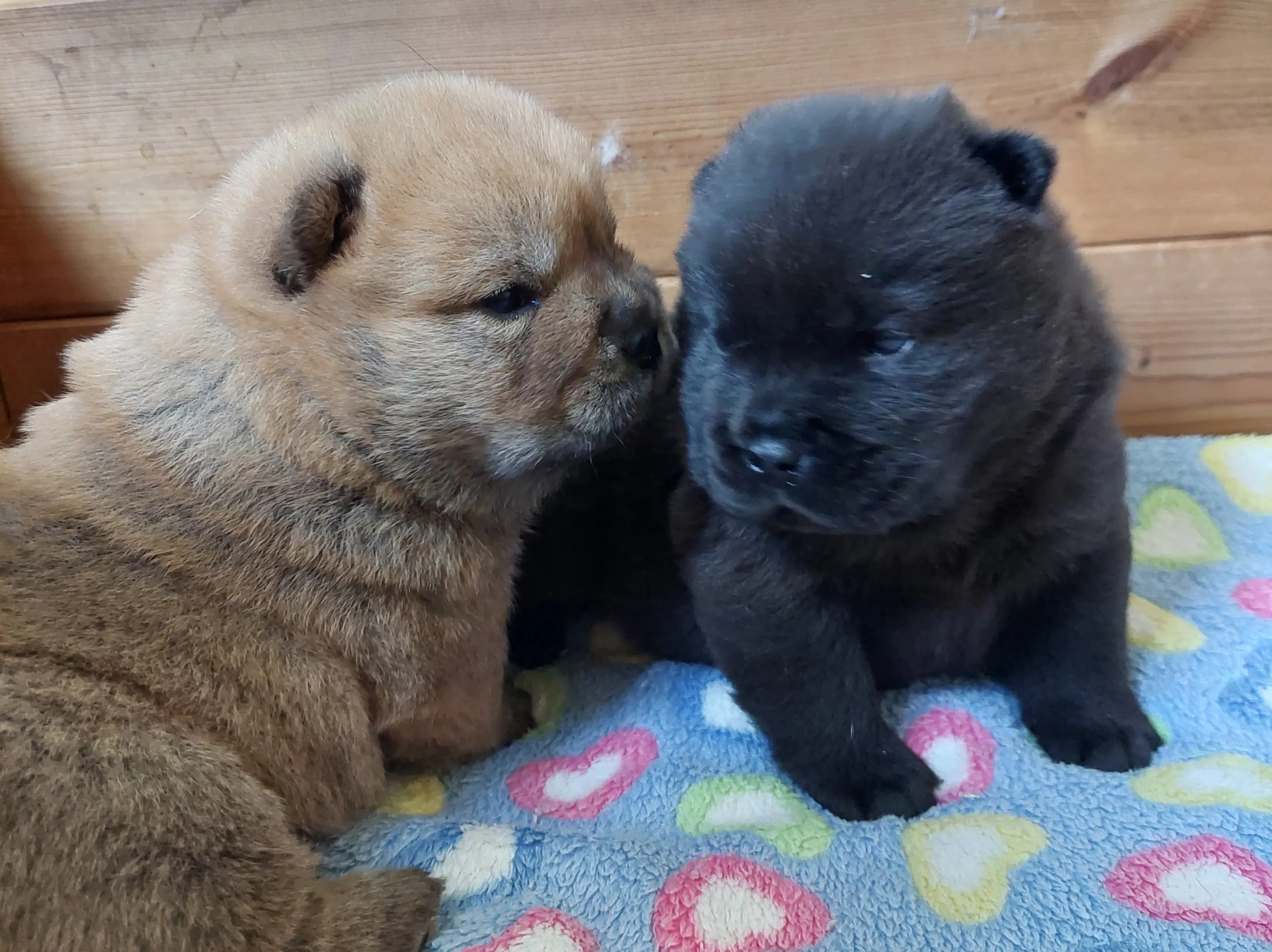2 Valper - Chow Chow