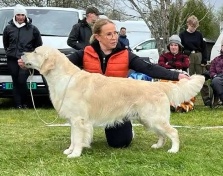 10 Valper - Golden Retriever