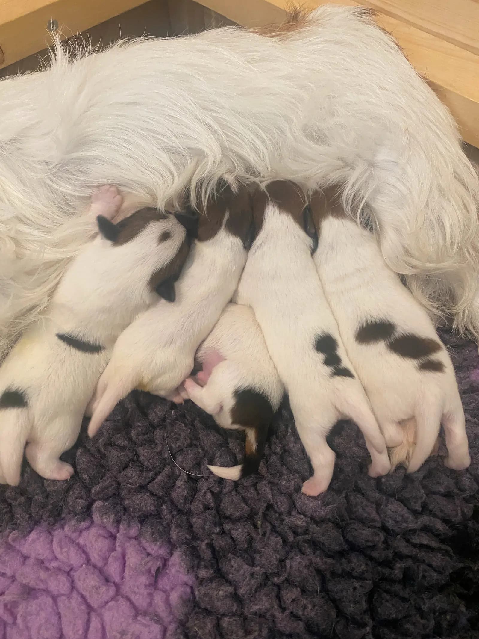 5 Valper - Jack Russell Terrier