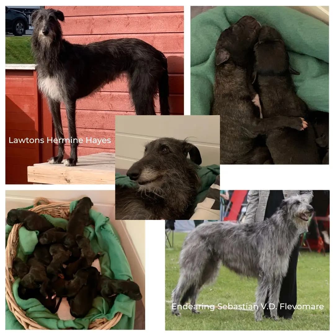 11 Valper - Skotsk Hjortehund