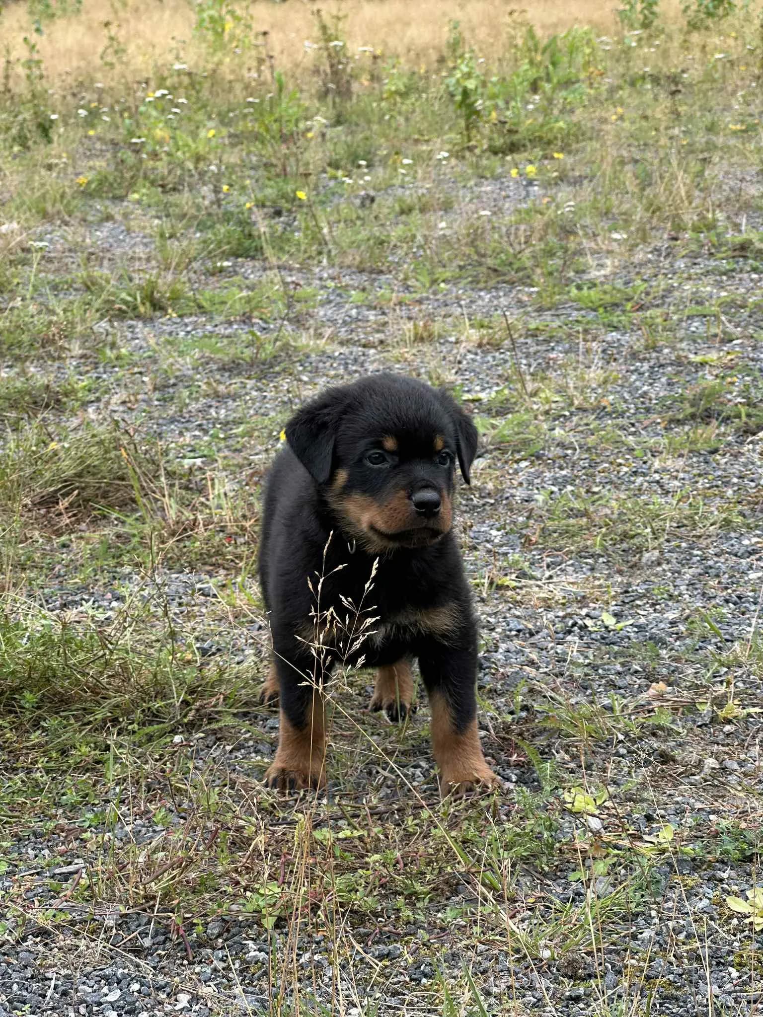 11 Valper - Rottweiler