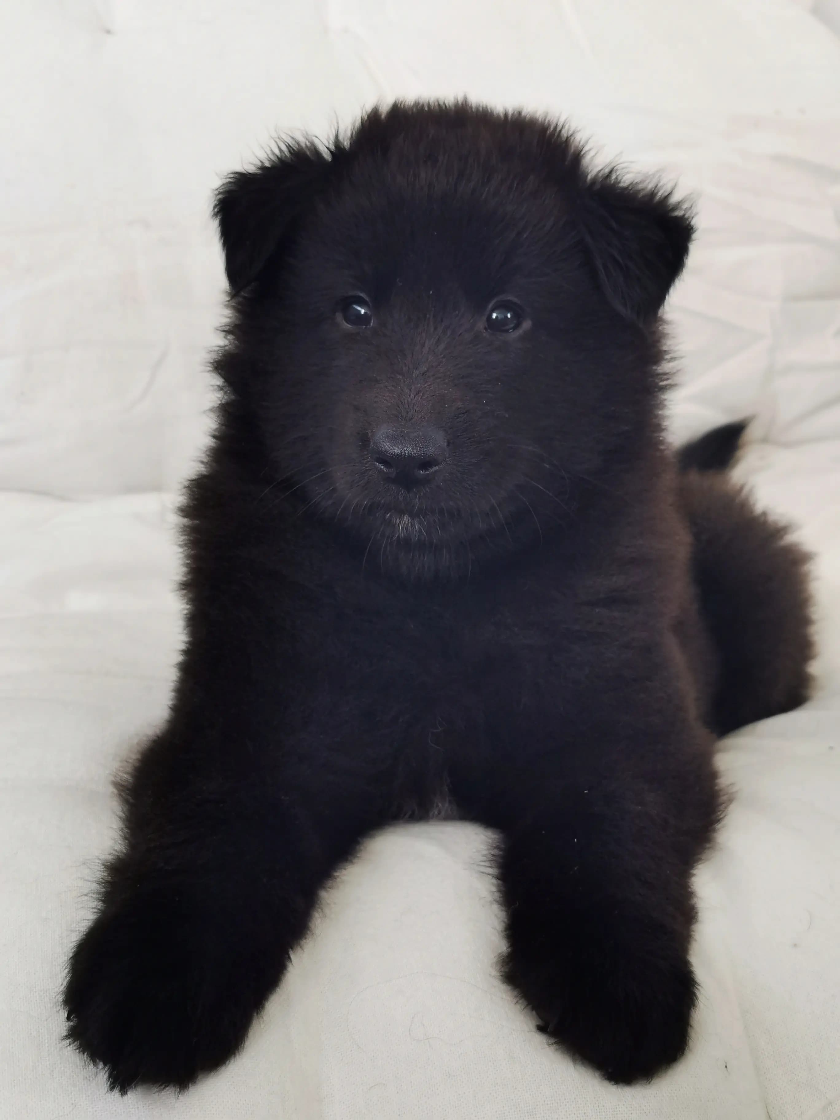 6 Valper - Belgisk Fårehund, Groenendael