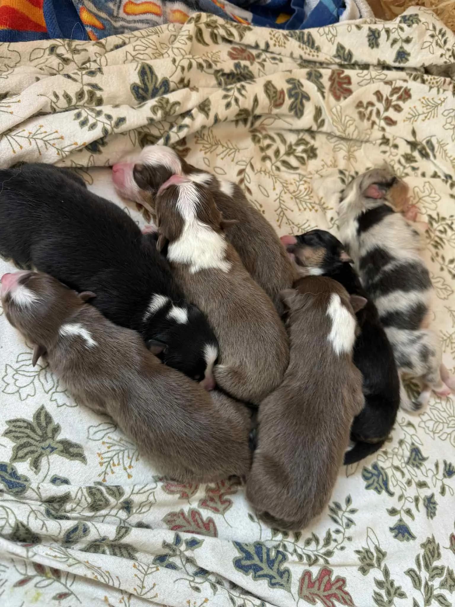 7 Valper - Australian Shepherd