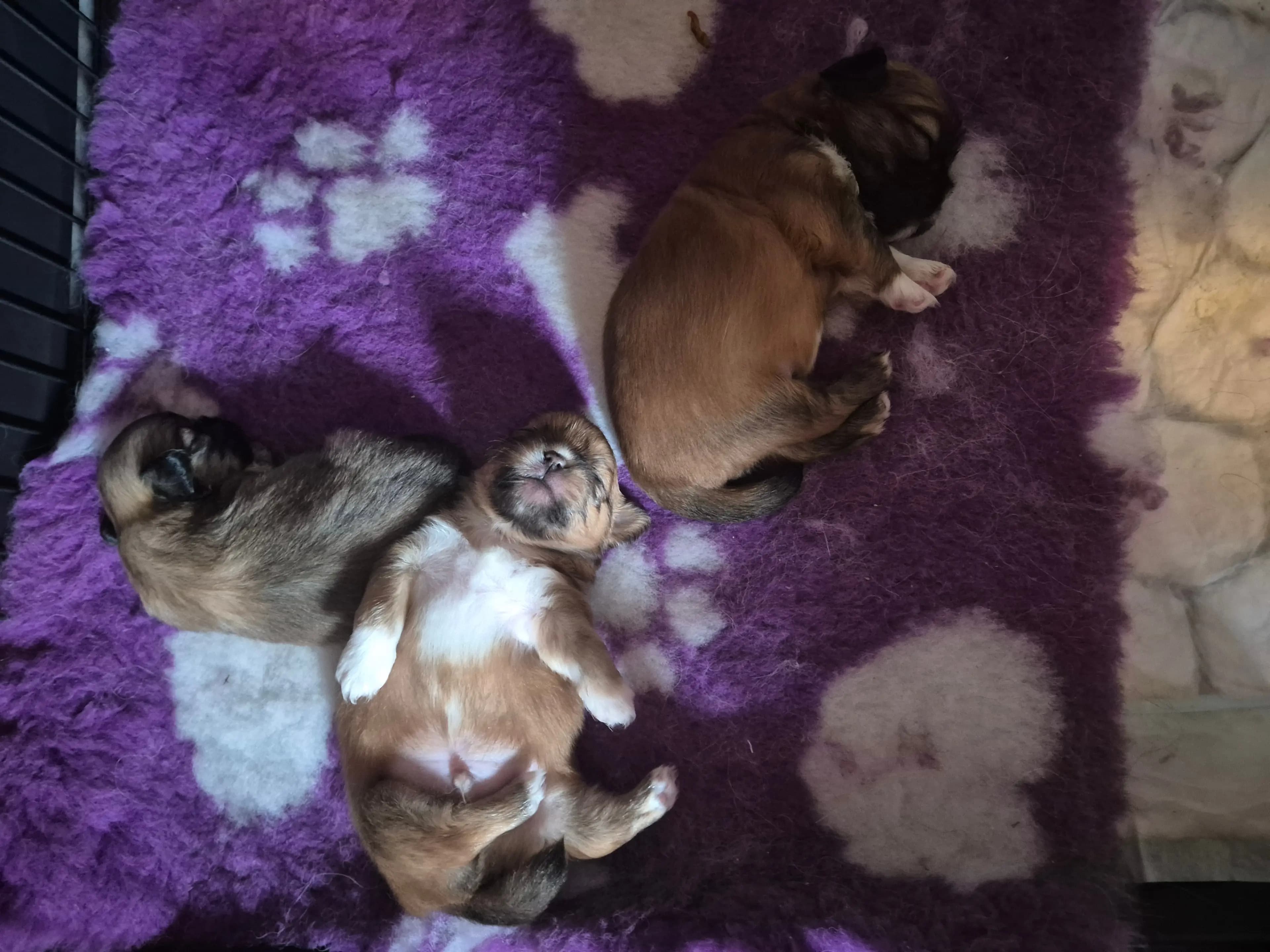 3 Valper - Tibetansk Spaniel