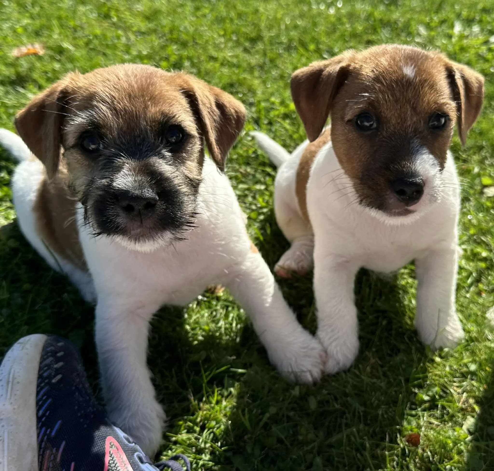 4 Valper - Jack Russell Terrier
