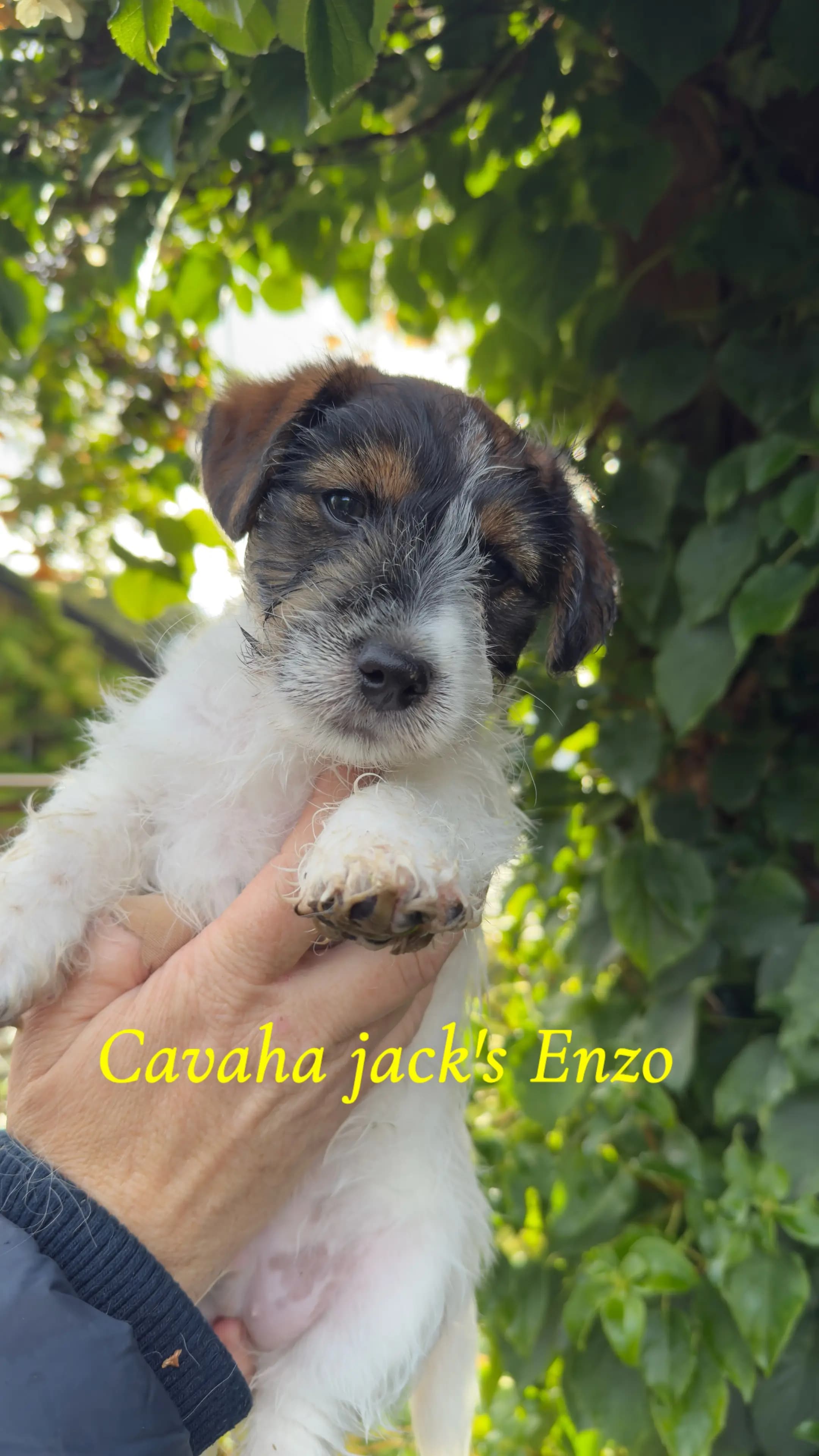 2 Valper - Jack Russell Terrier
