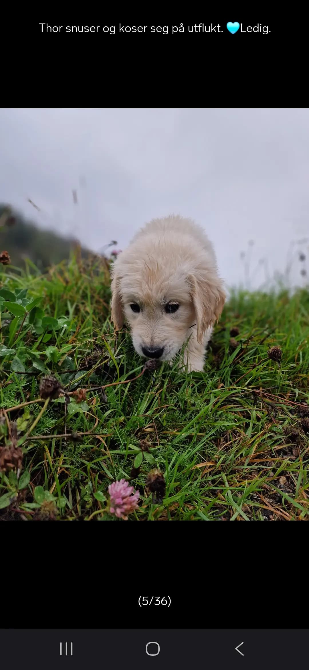 8 Valper - Golden Retriever