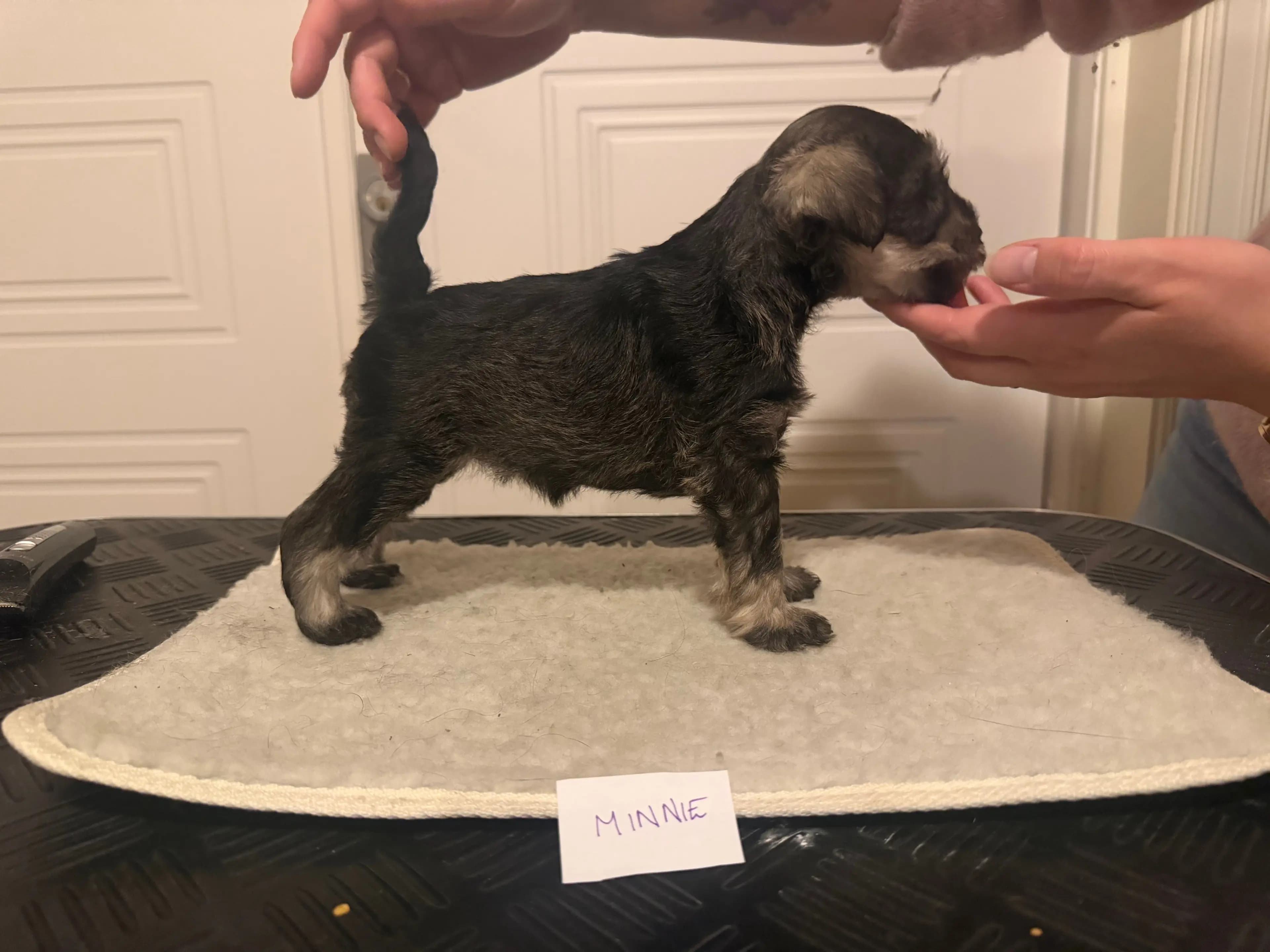 5 Valper - Dvergschnauzer Salt/pepper