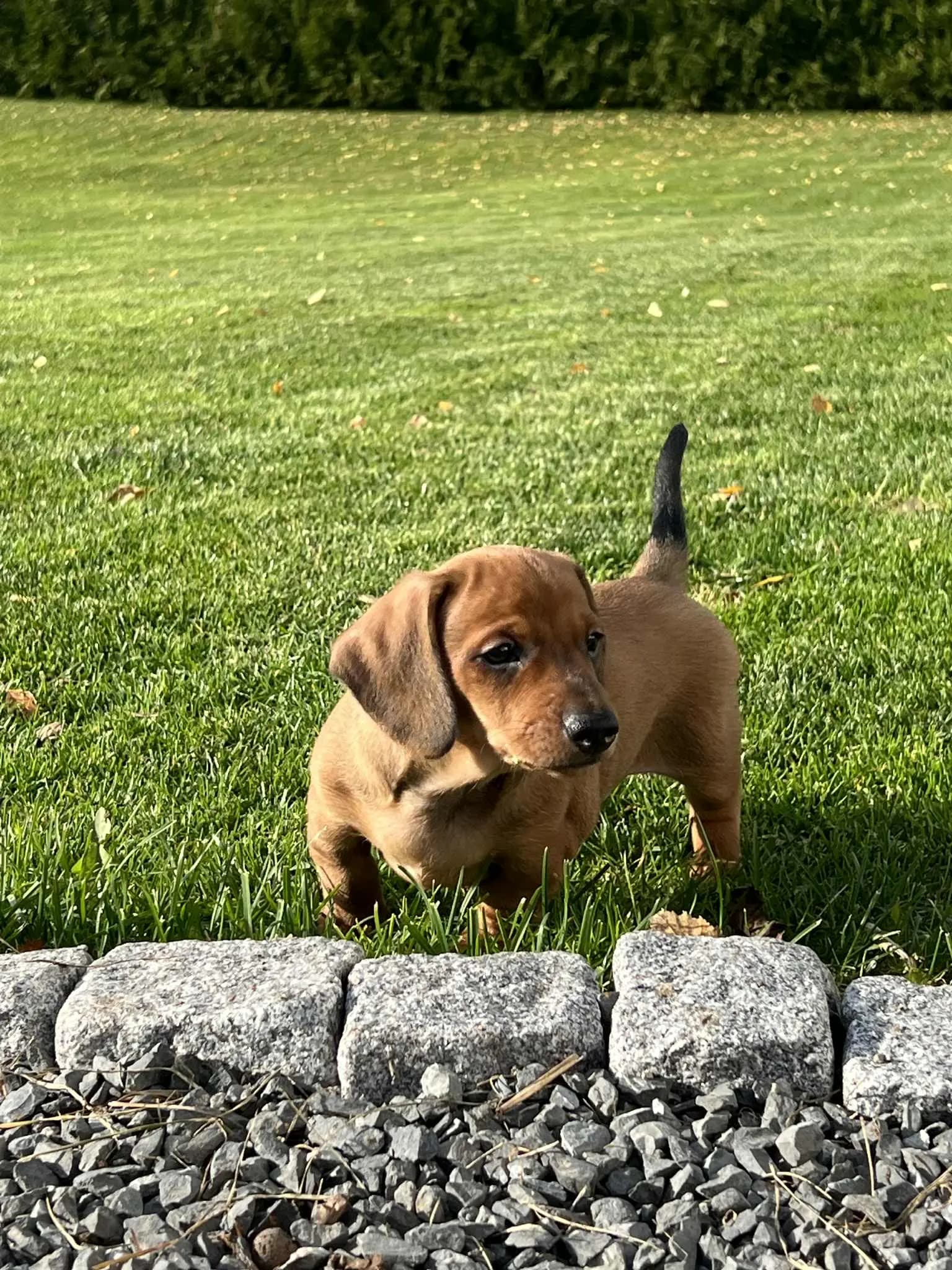 4 Valper - Dachshund Korthåret