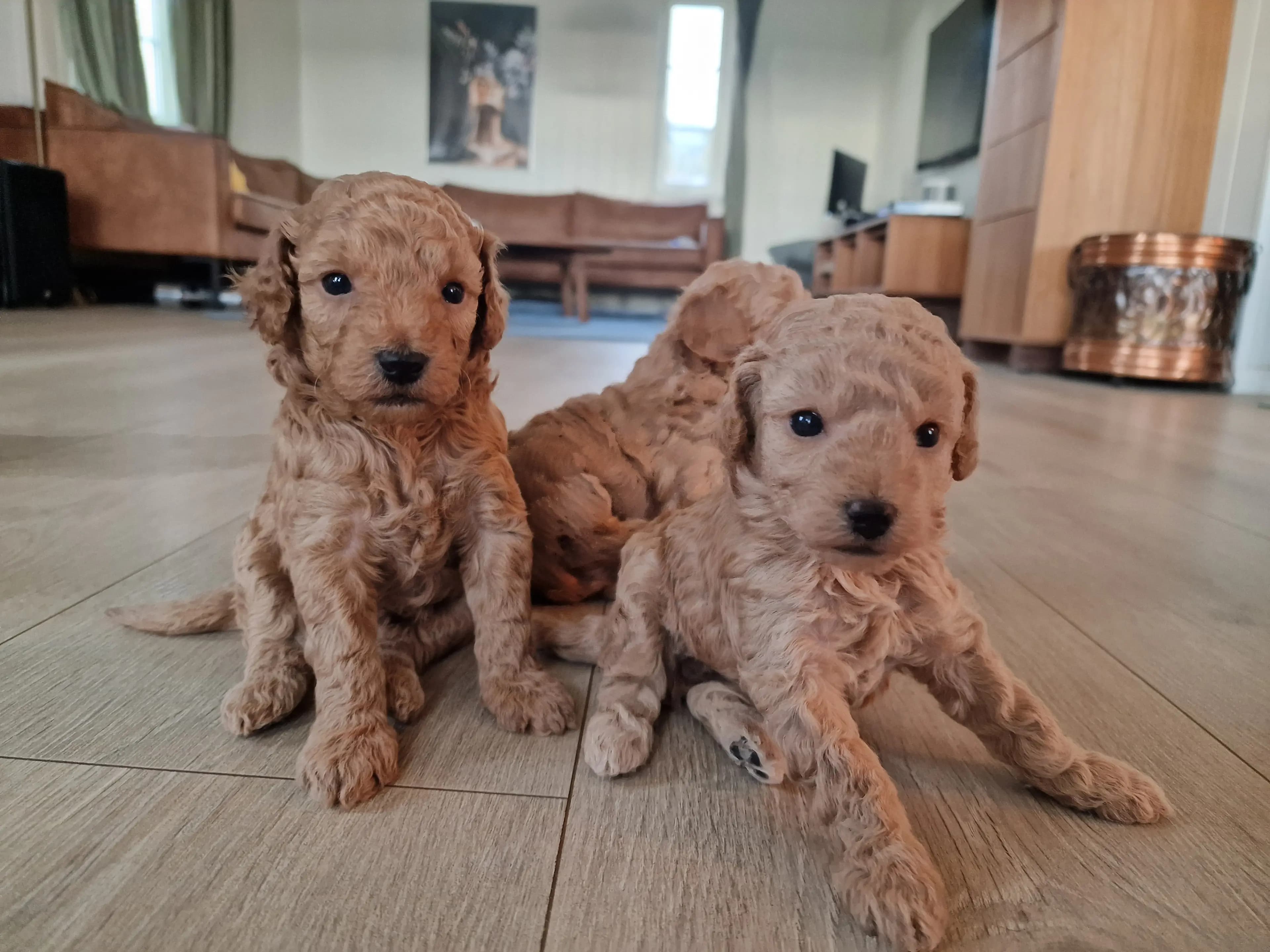 3 Valper - Dvergpuddel