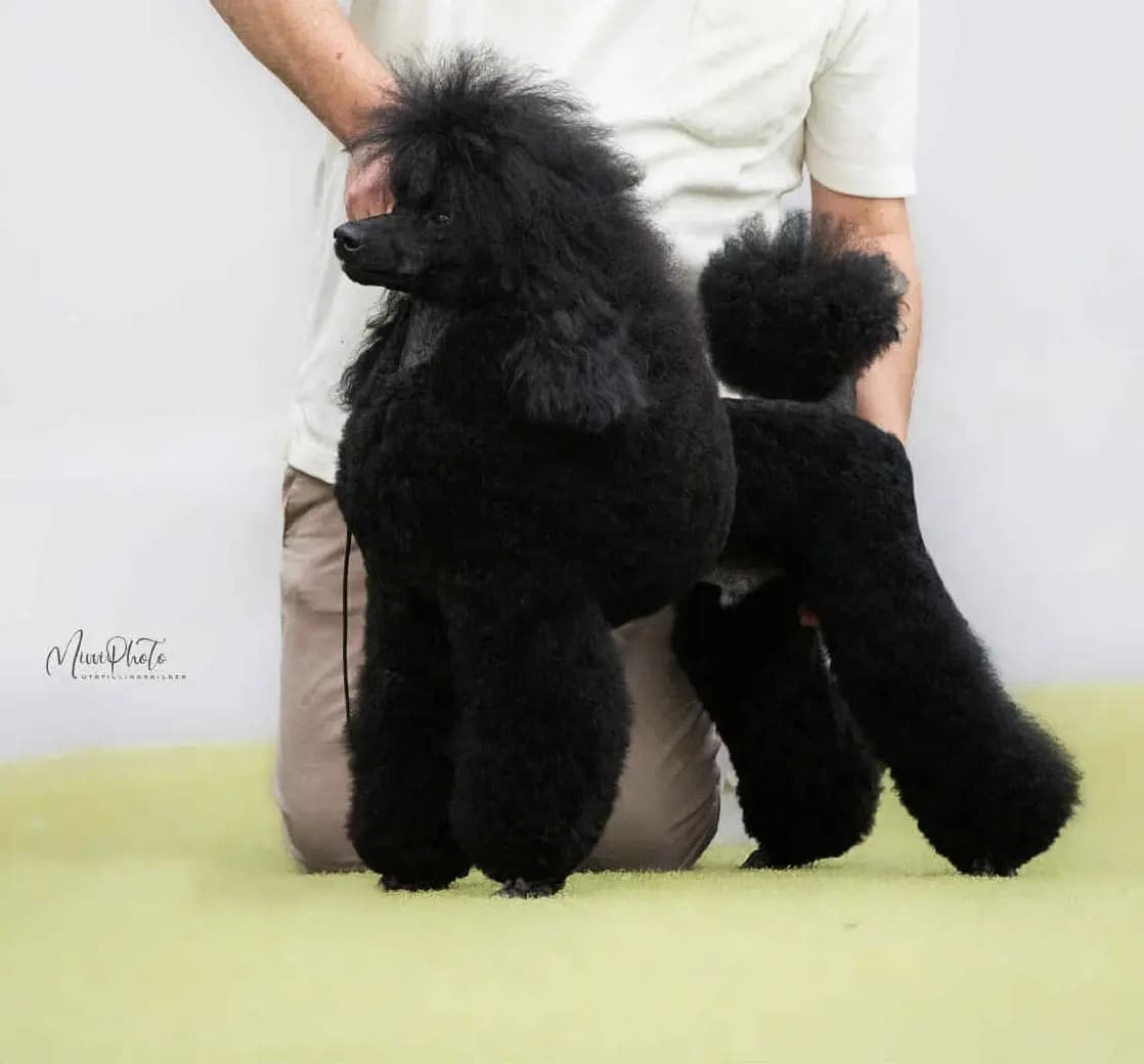 6 Valper - Mellompuddel