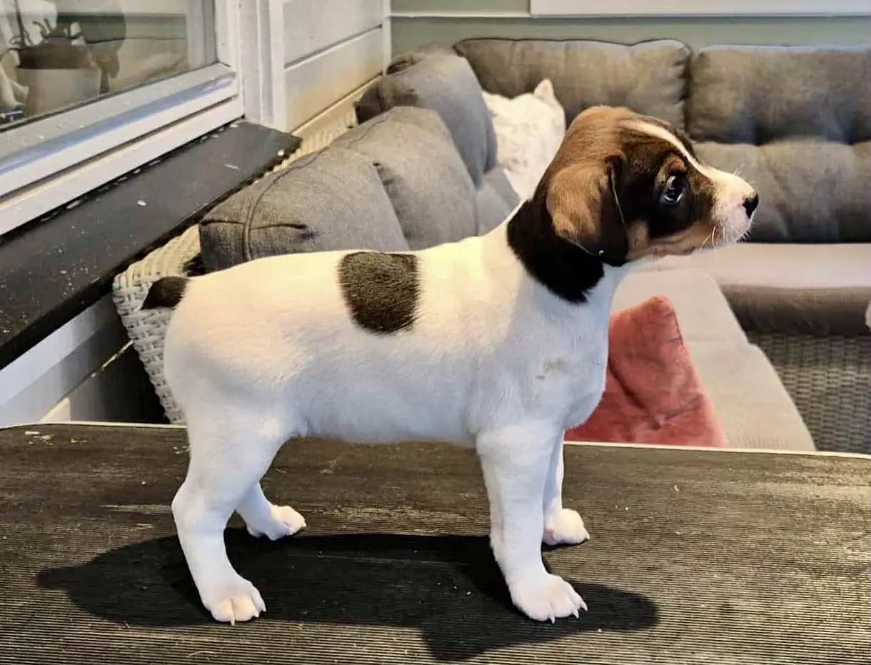 7 Valper - Dansk-svensk Gårdshund