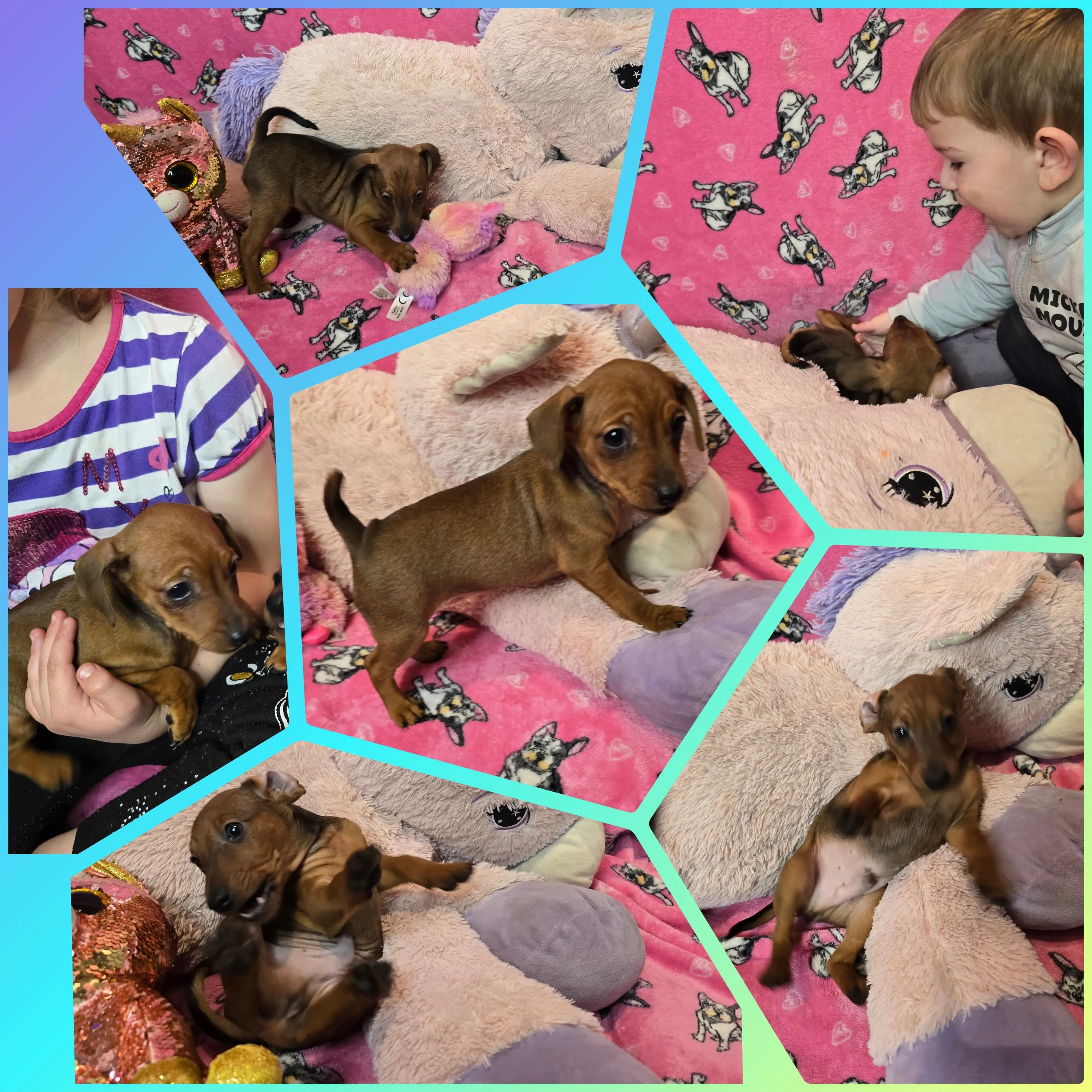 4 Valper - Dvergpinscher