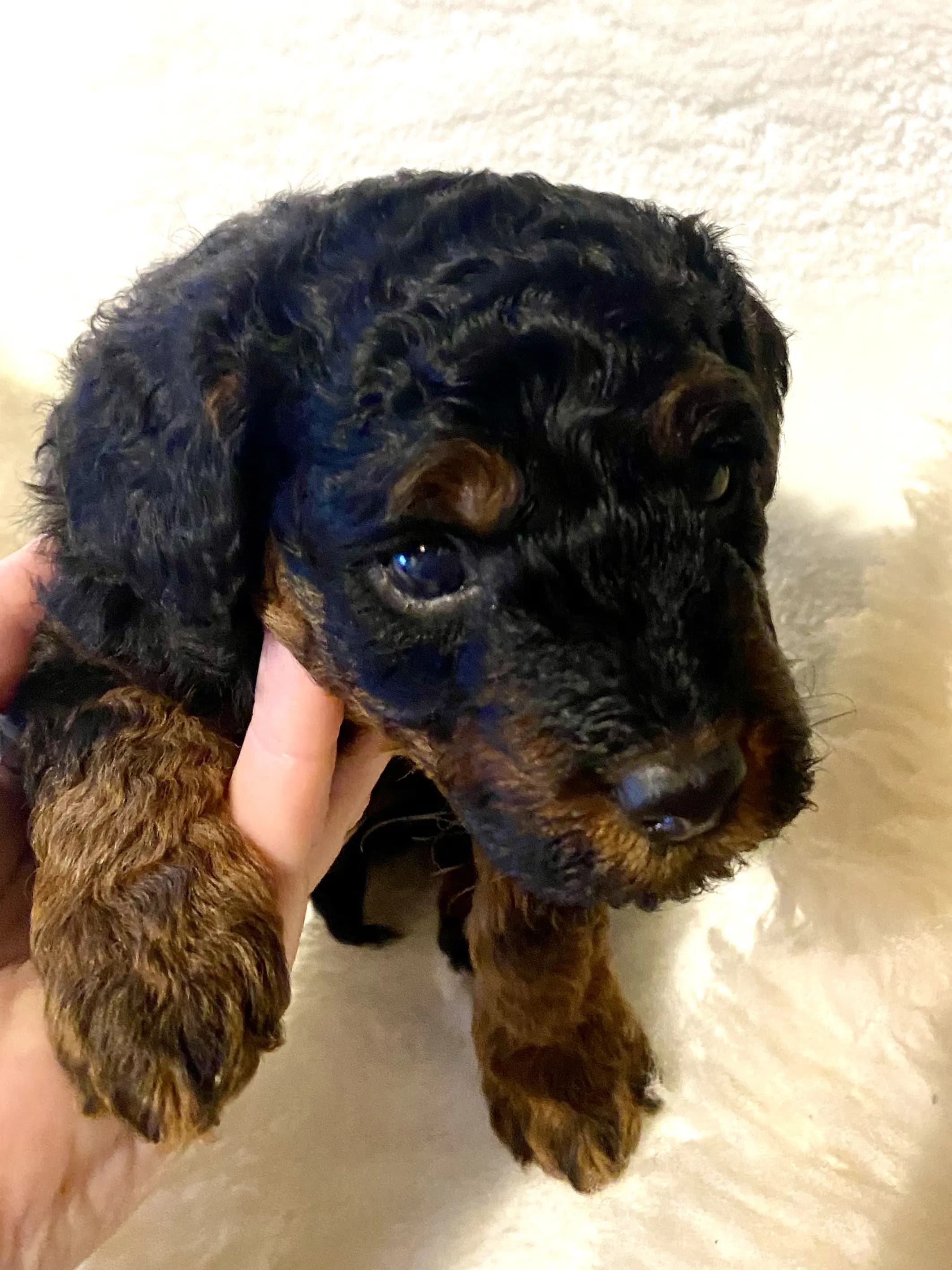 8 Valper - Mellompuddel