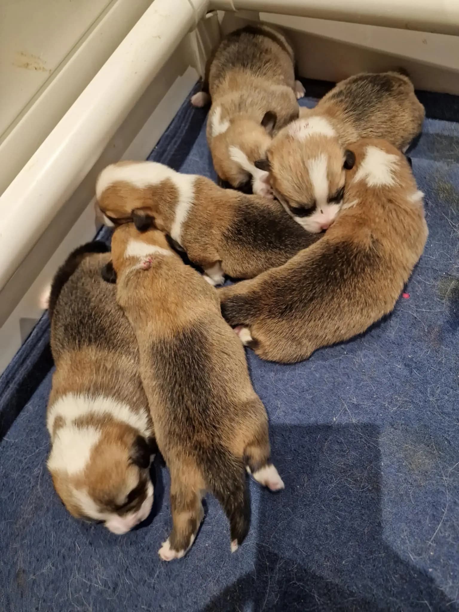 6 Valper - Welsh Corgi Pembroke