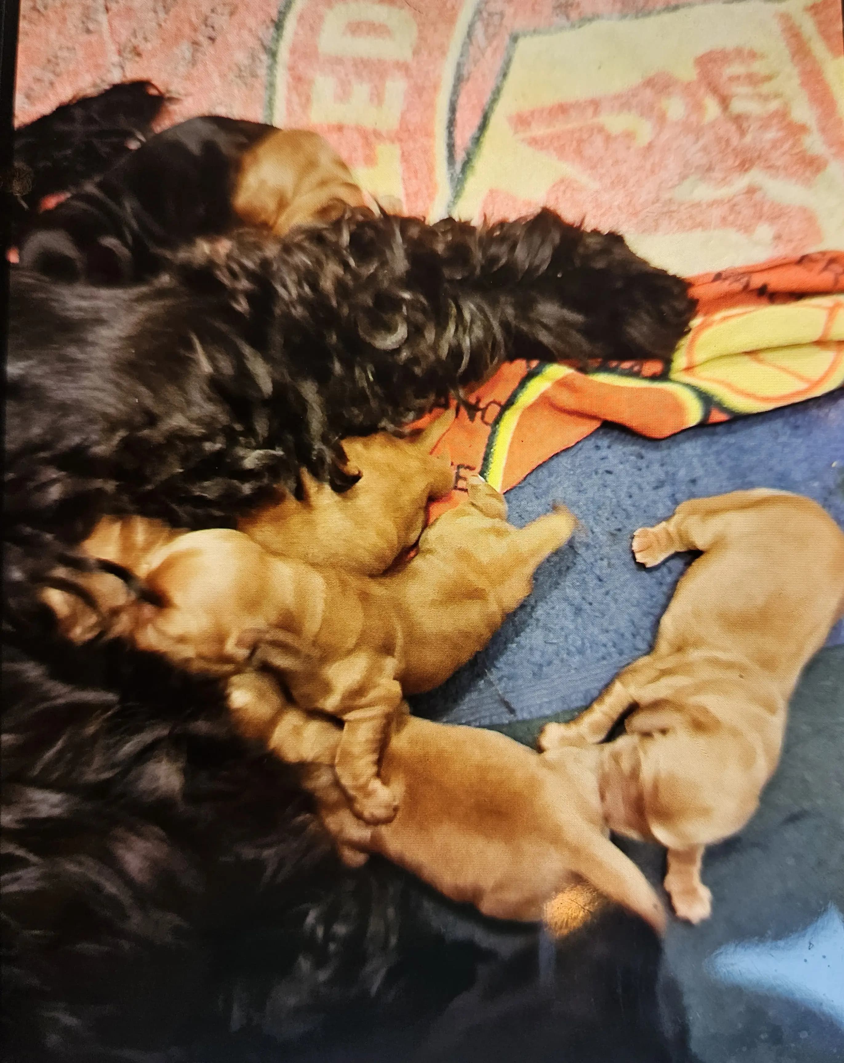 6 Valper - Cocker Spaniel