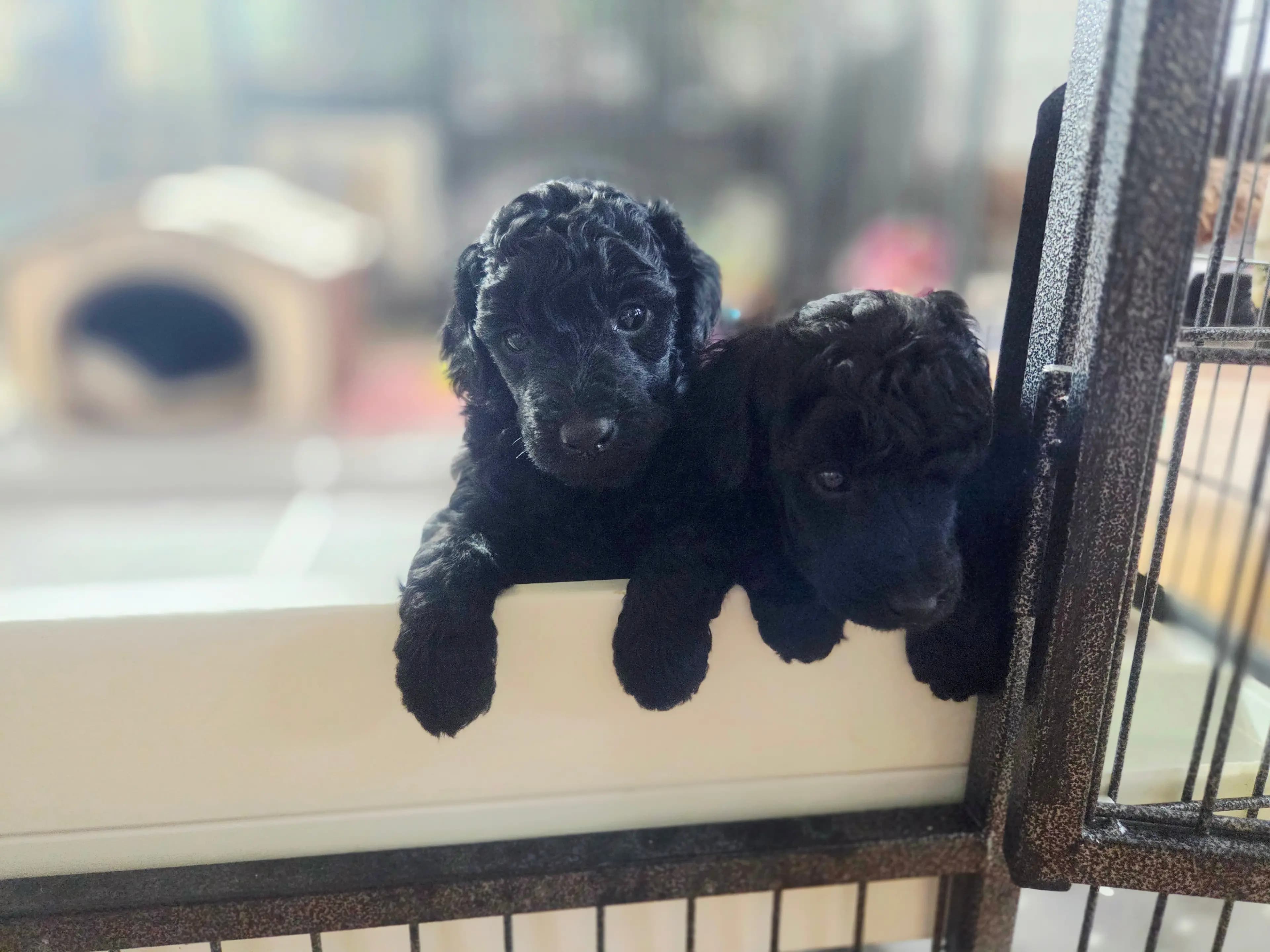 4 Valper - Dvergpuddel