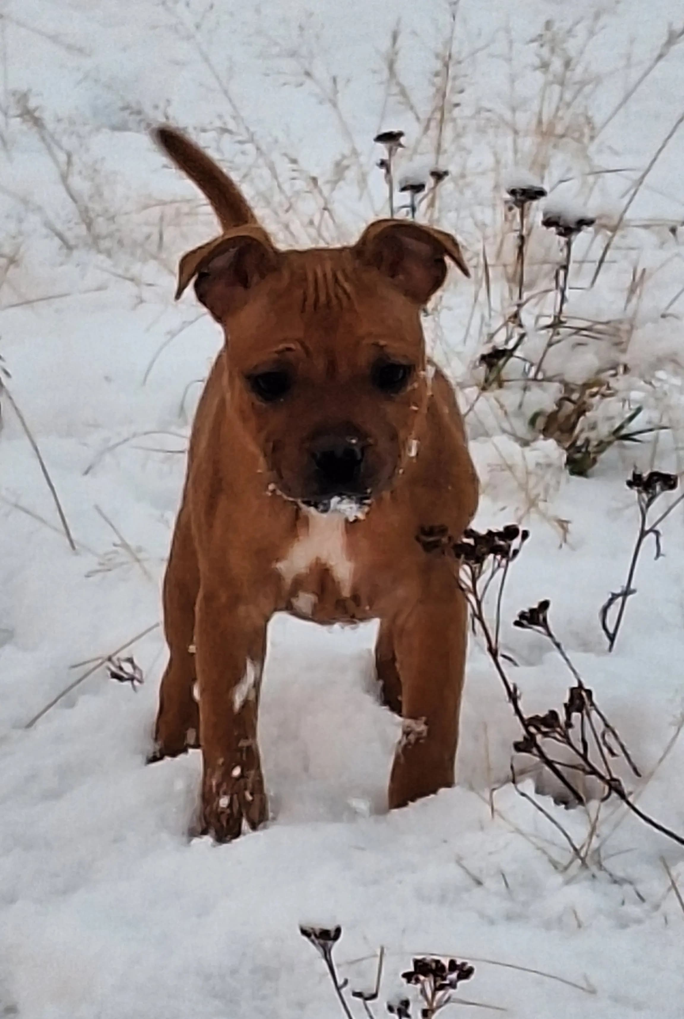 5 Valper - Staffordshire Bull Terrier