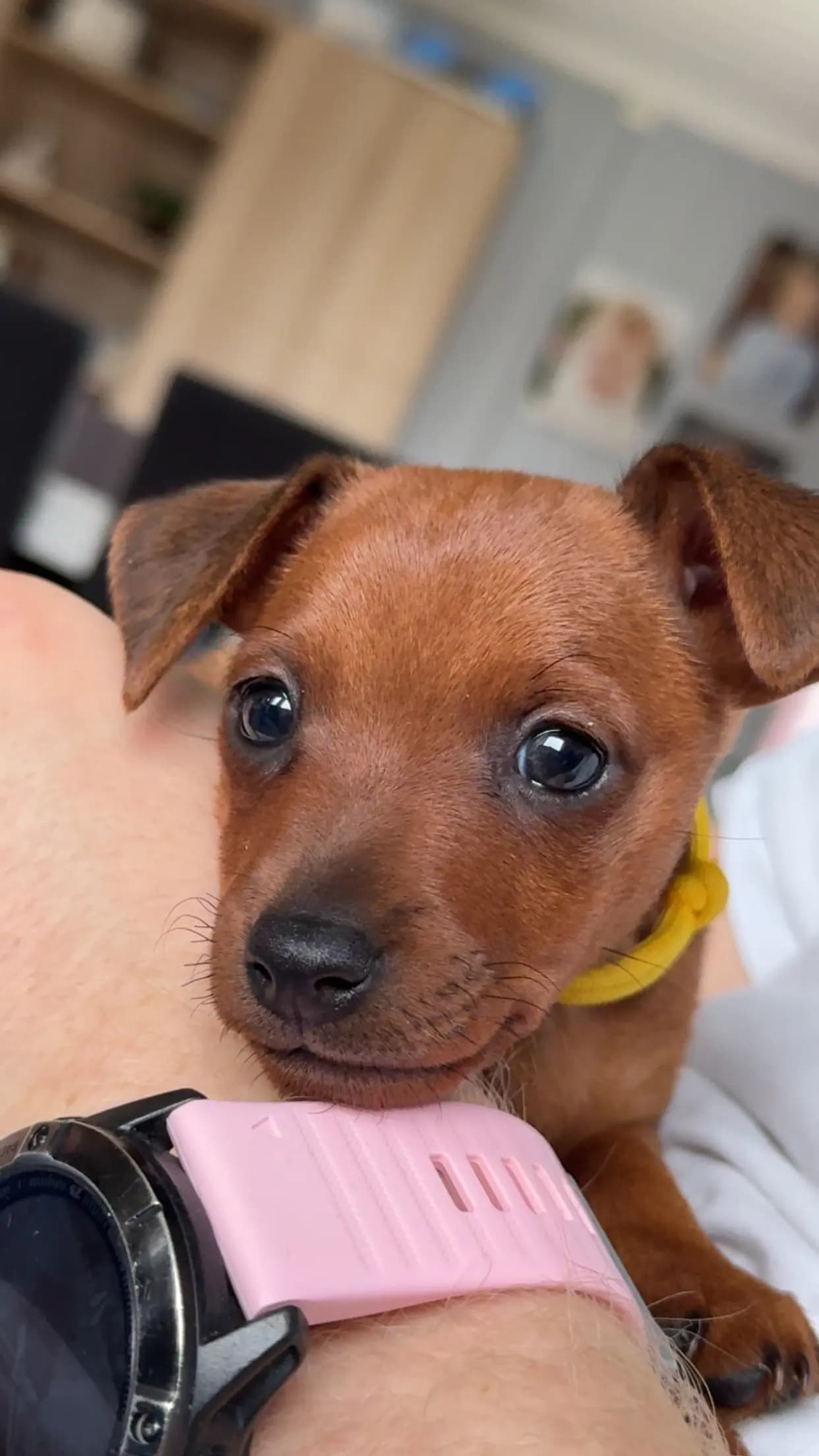 1 Valper - Dvergpinscher