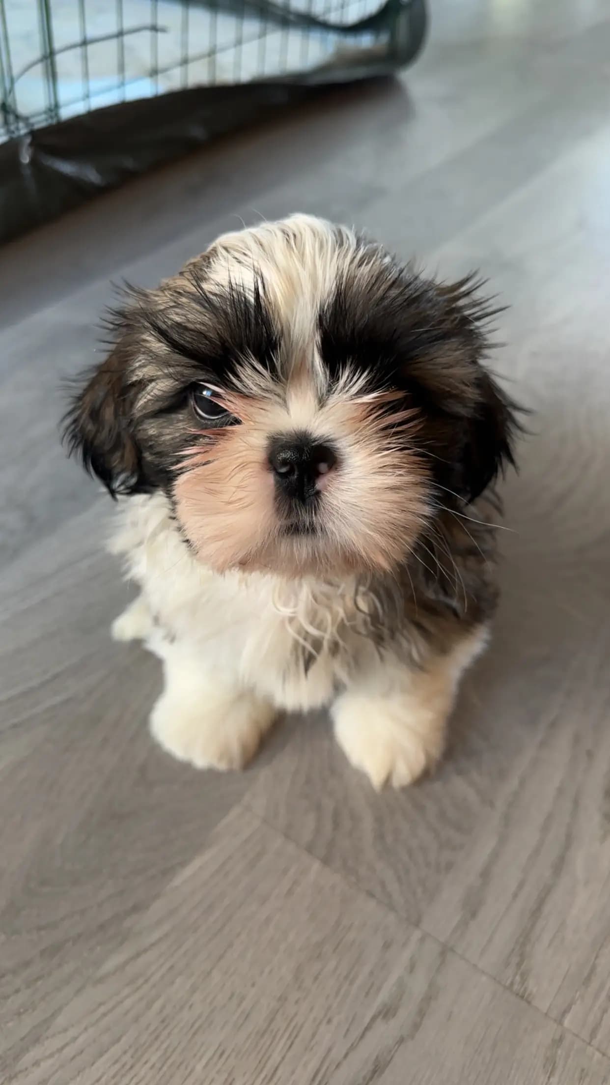 3 Valper - Shih Tzu