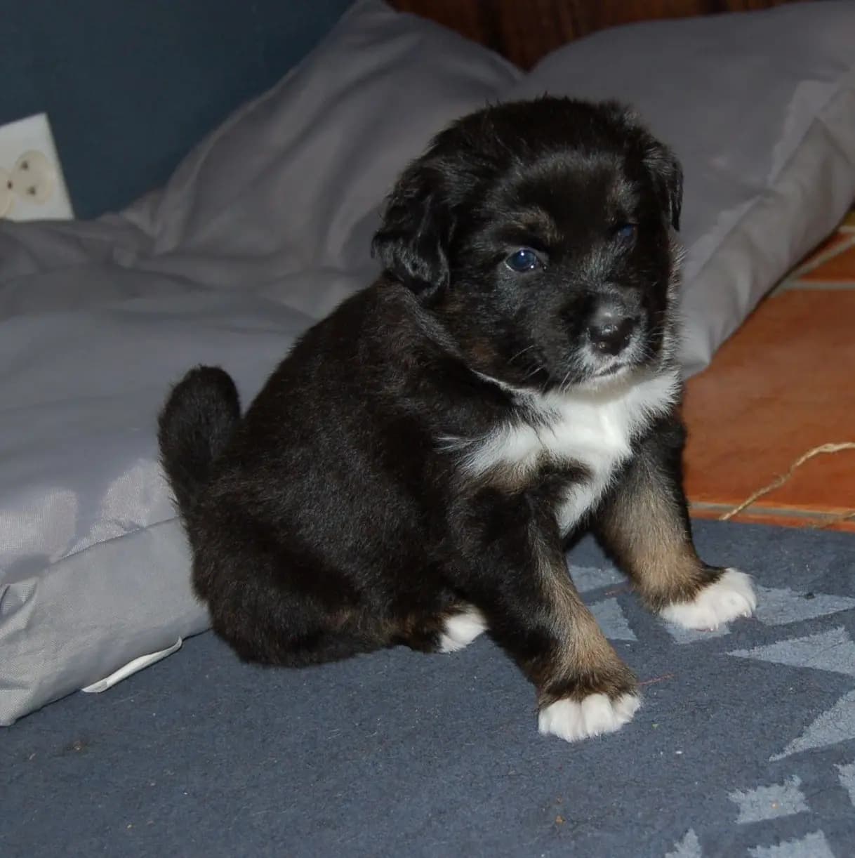 2 Valper - Australian Shepherd