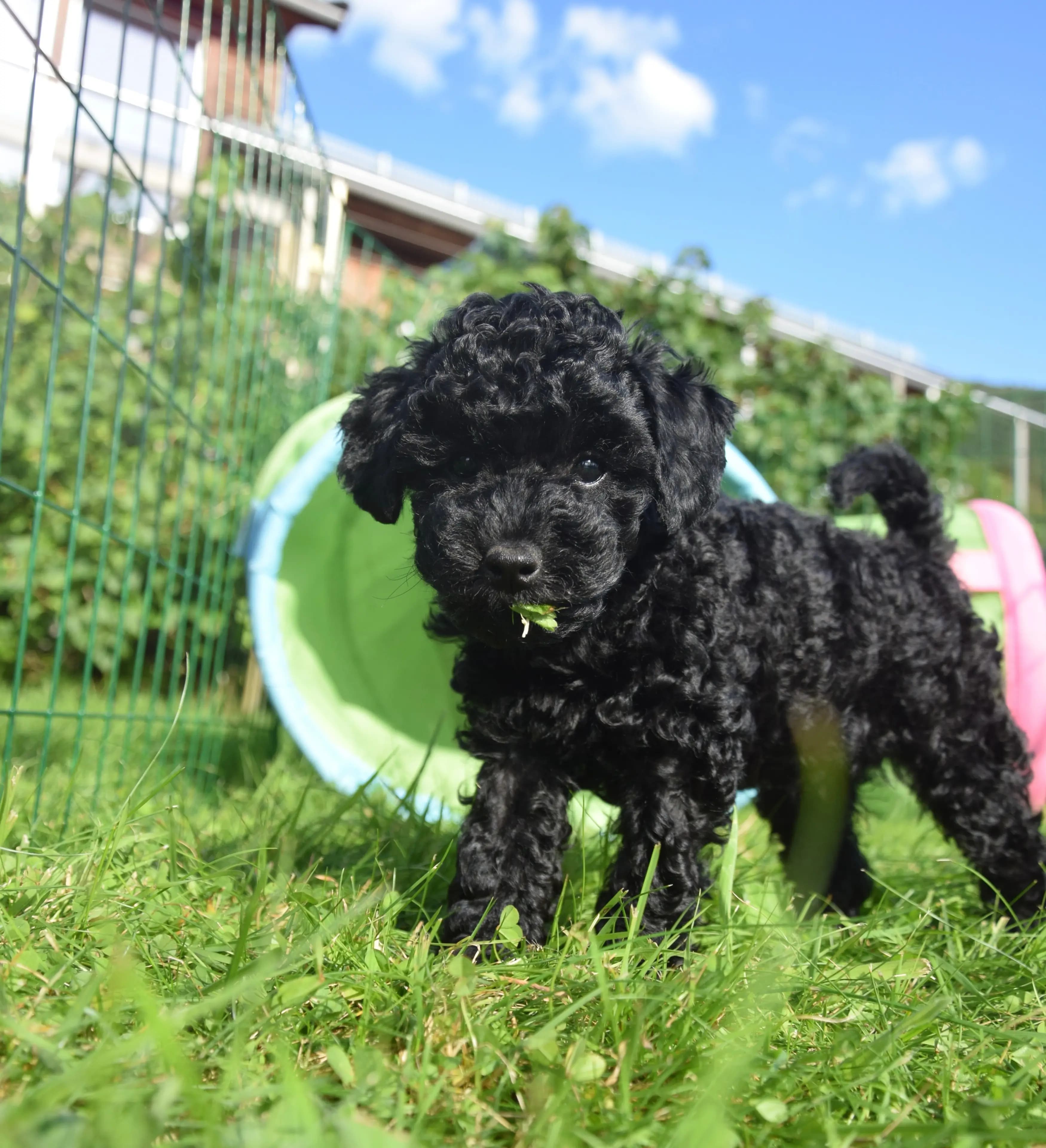 2 Valper - Dvergpuddel