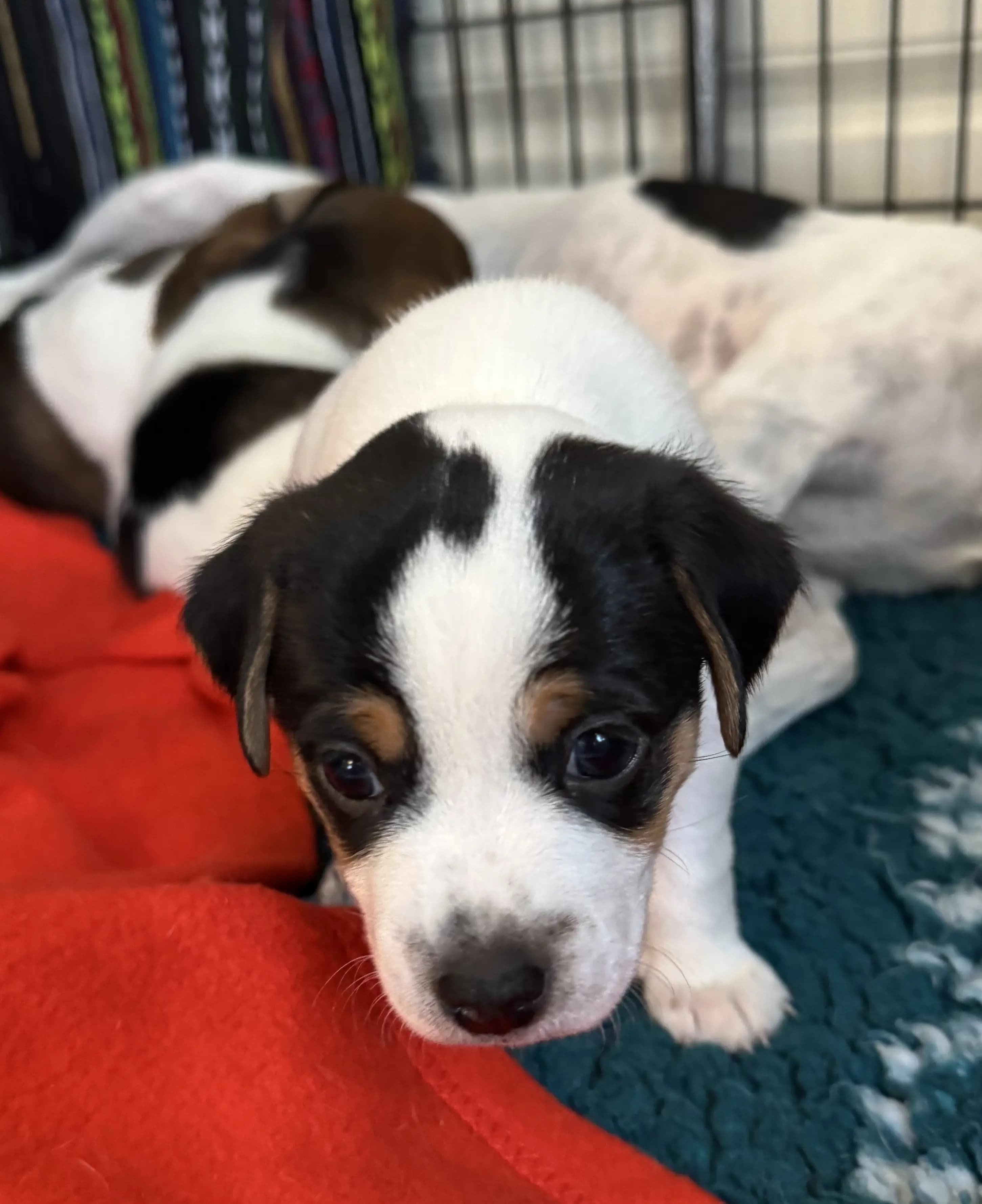 3 Valper - Dansk-svensk Gårdshund