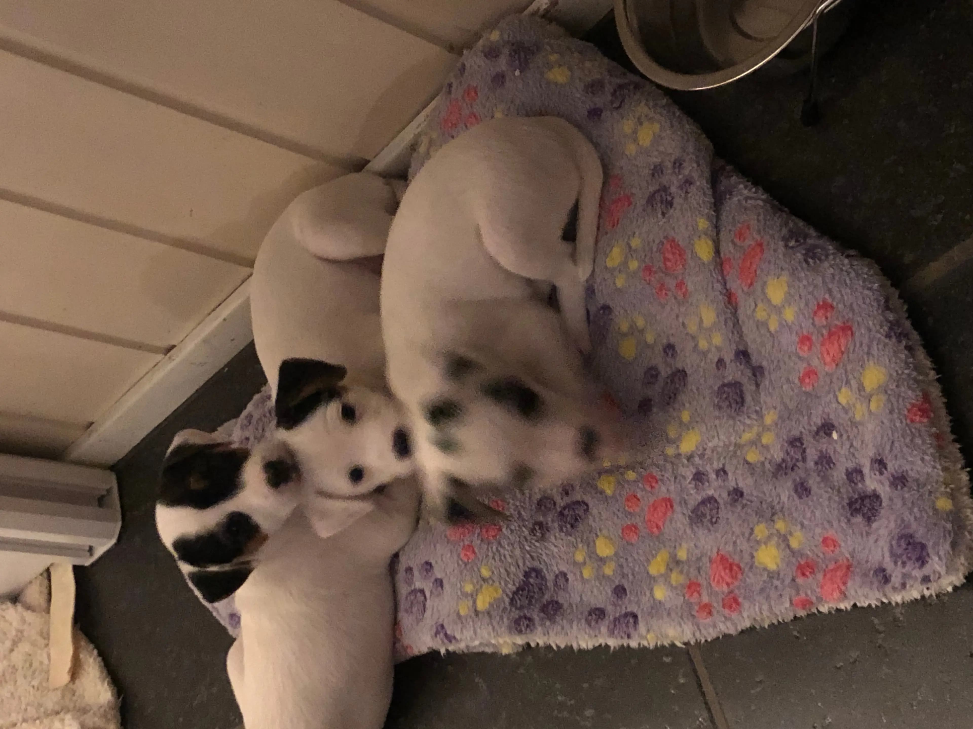 4 Valper - Parson Russell Terrier