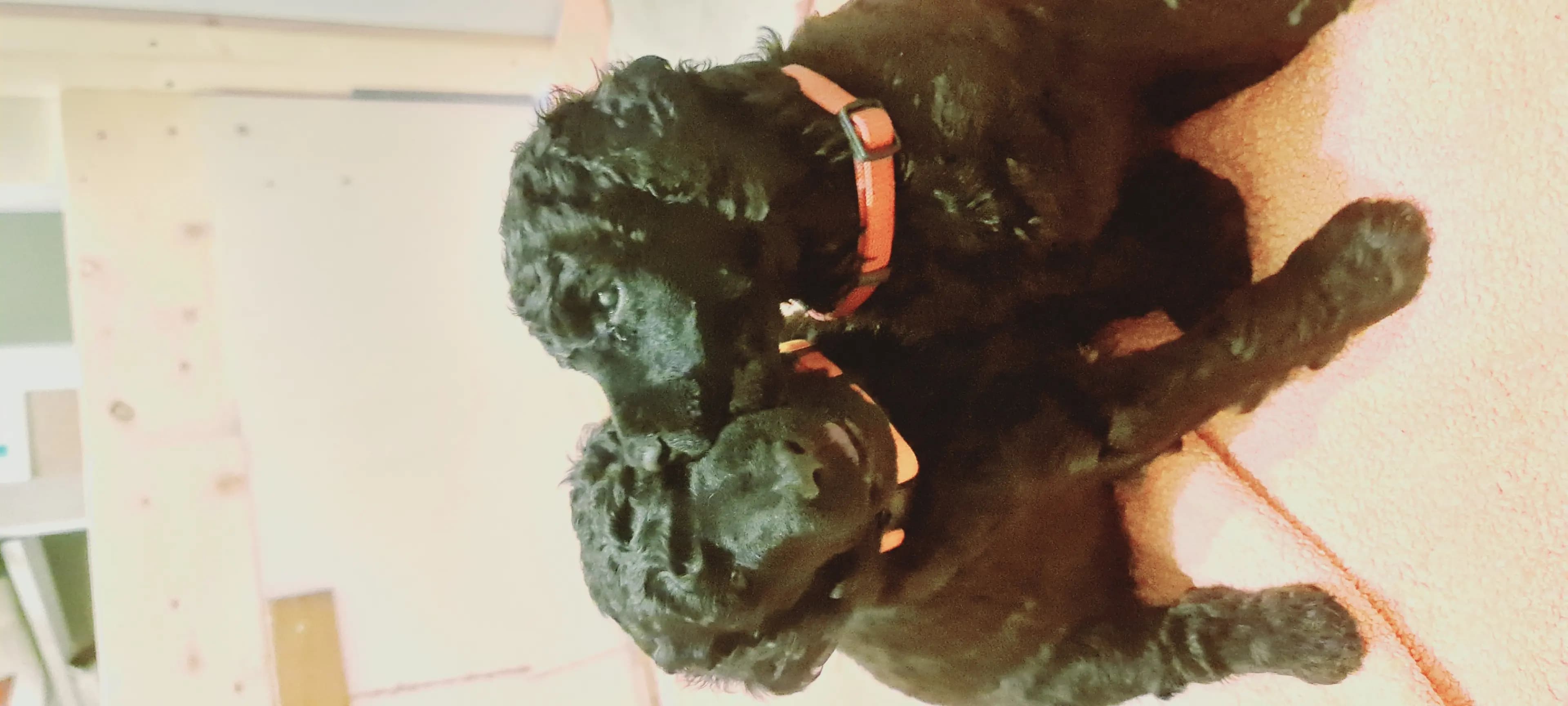 8 Valper - Stor Puddel