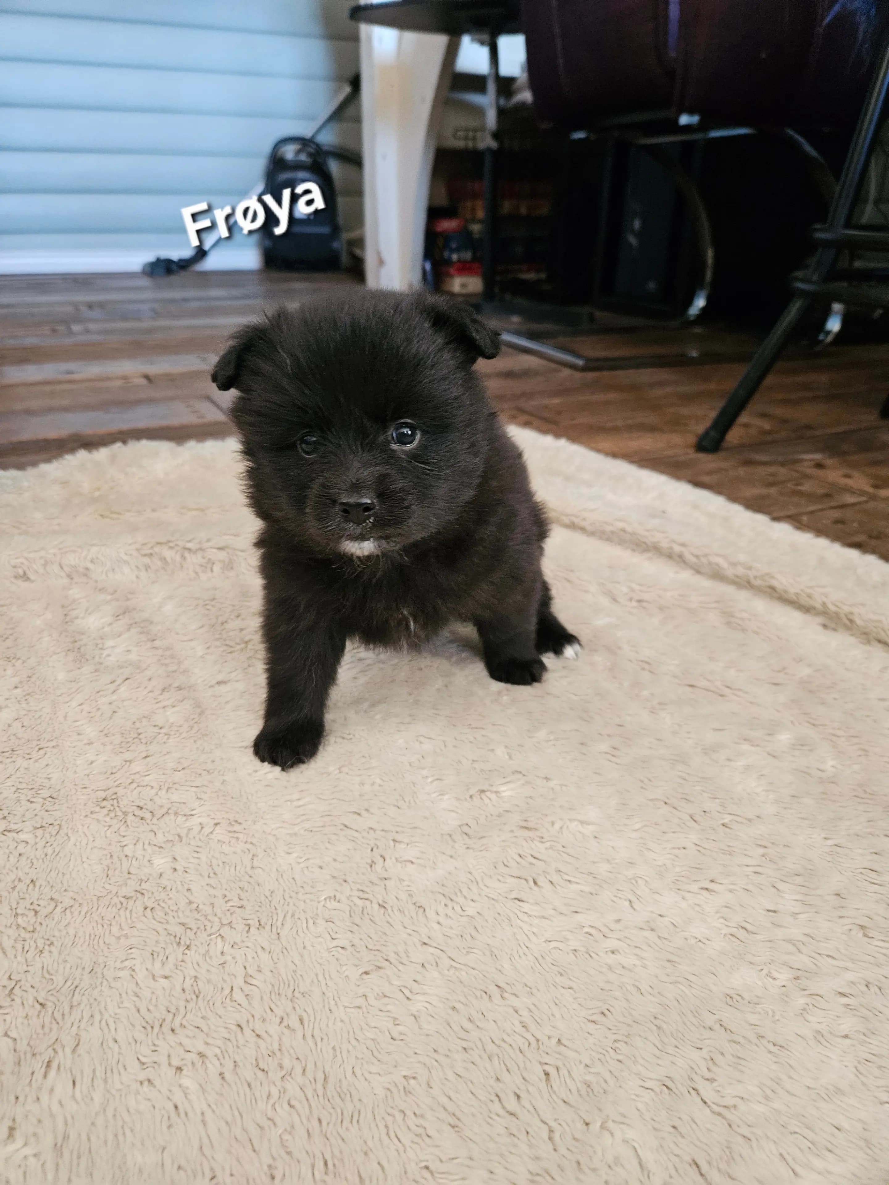 5 Valper - Mittelspitz