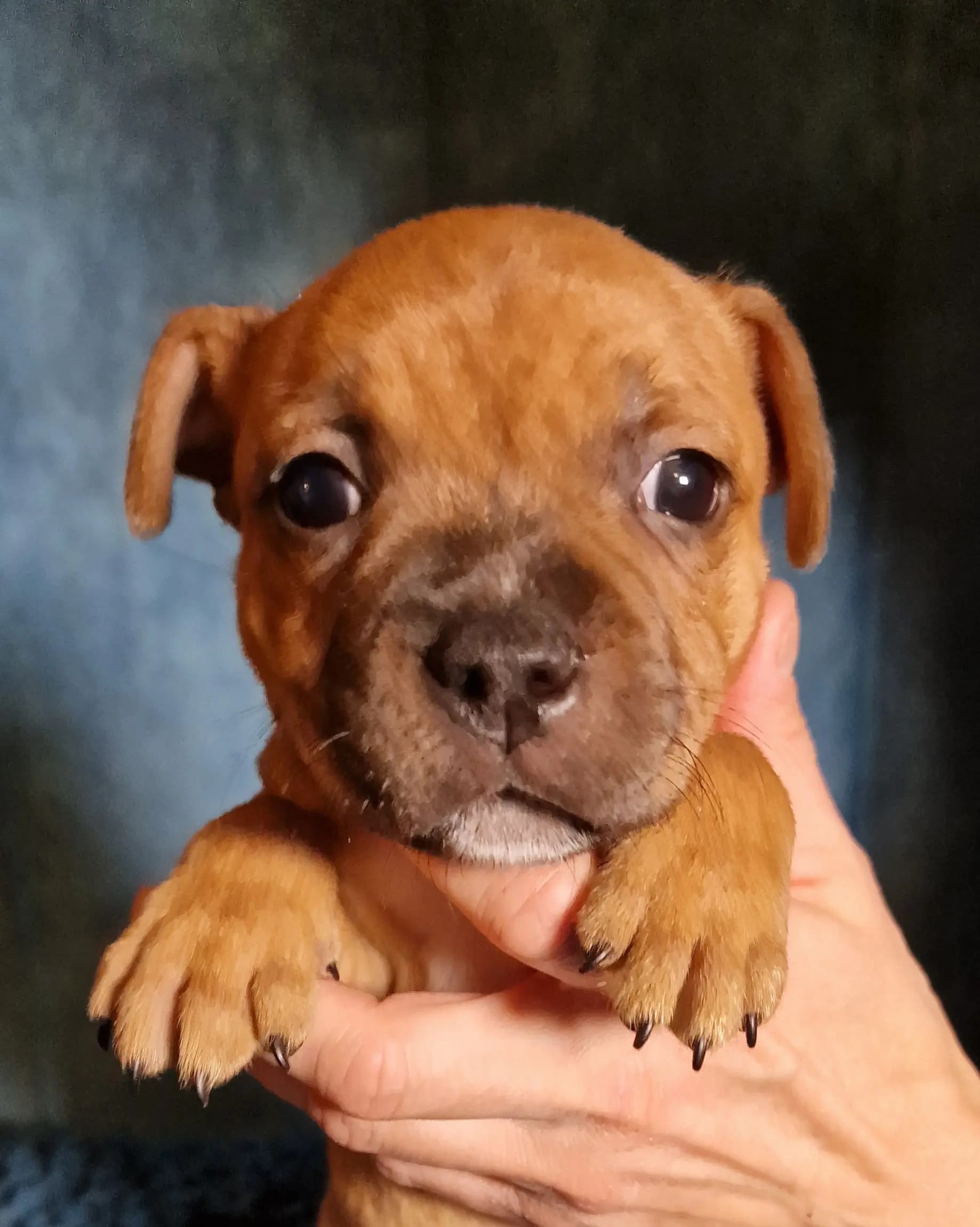 7 Valper - Staffordshire Bull Terrier