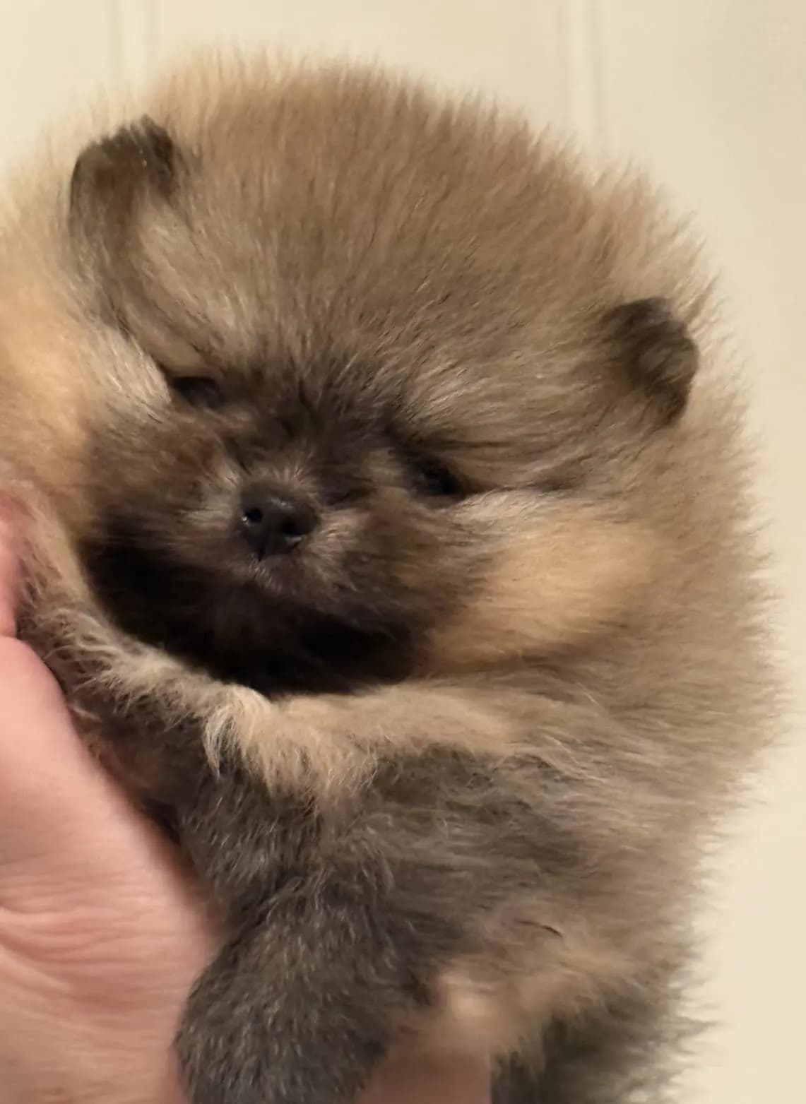 3 Valper - Pomeranian