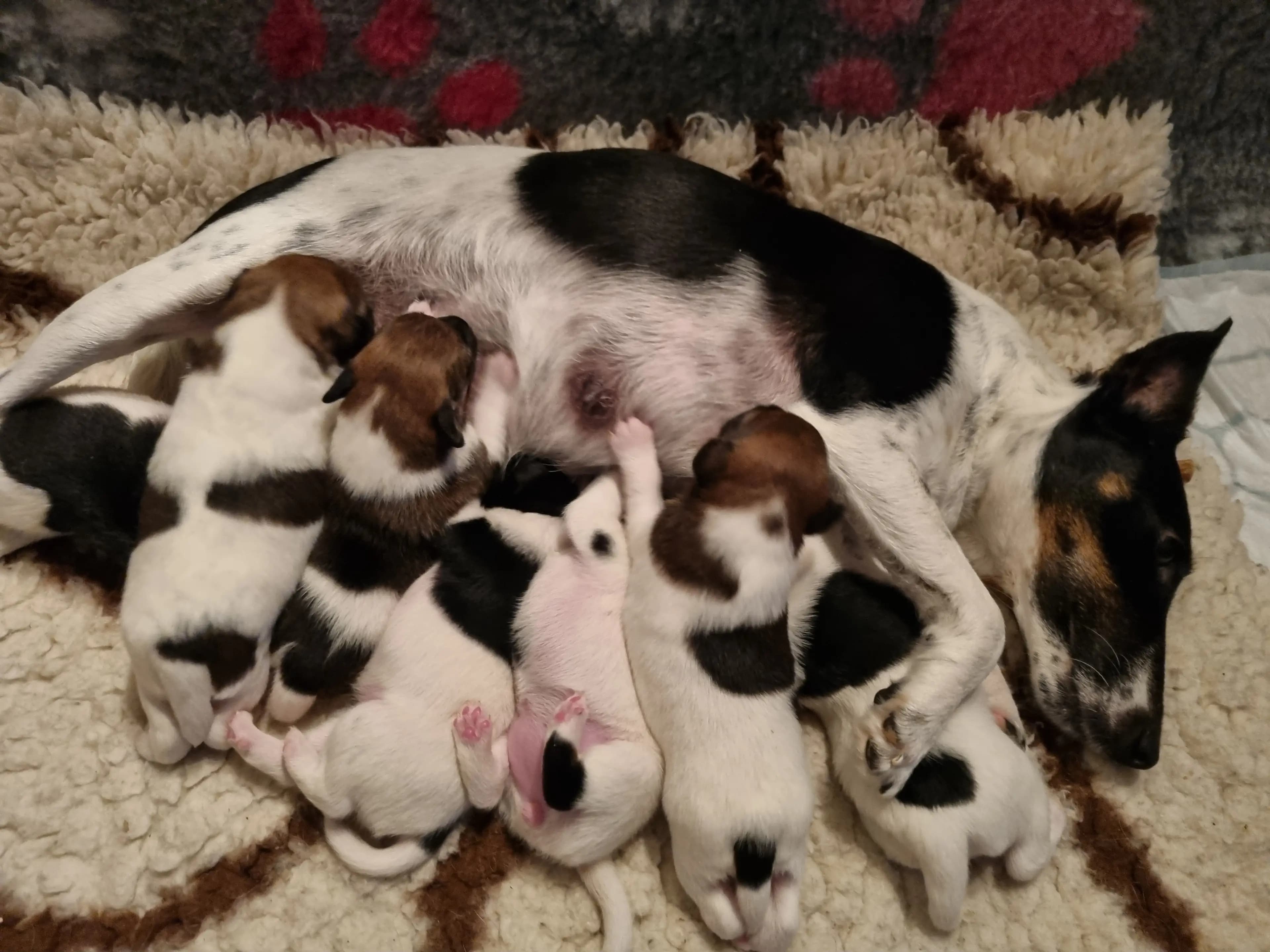 7 Valper - Fox Terrier Glatthåret