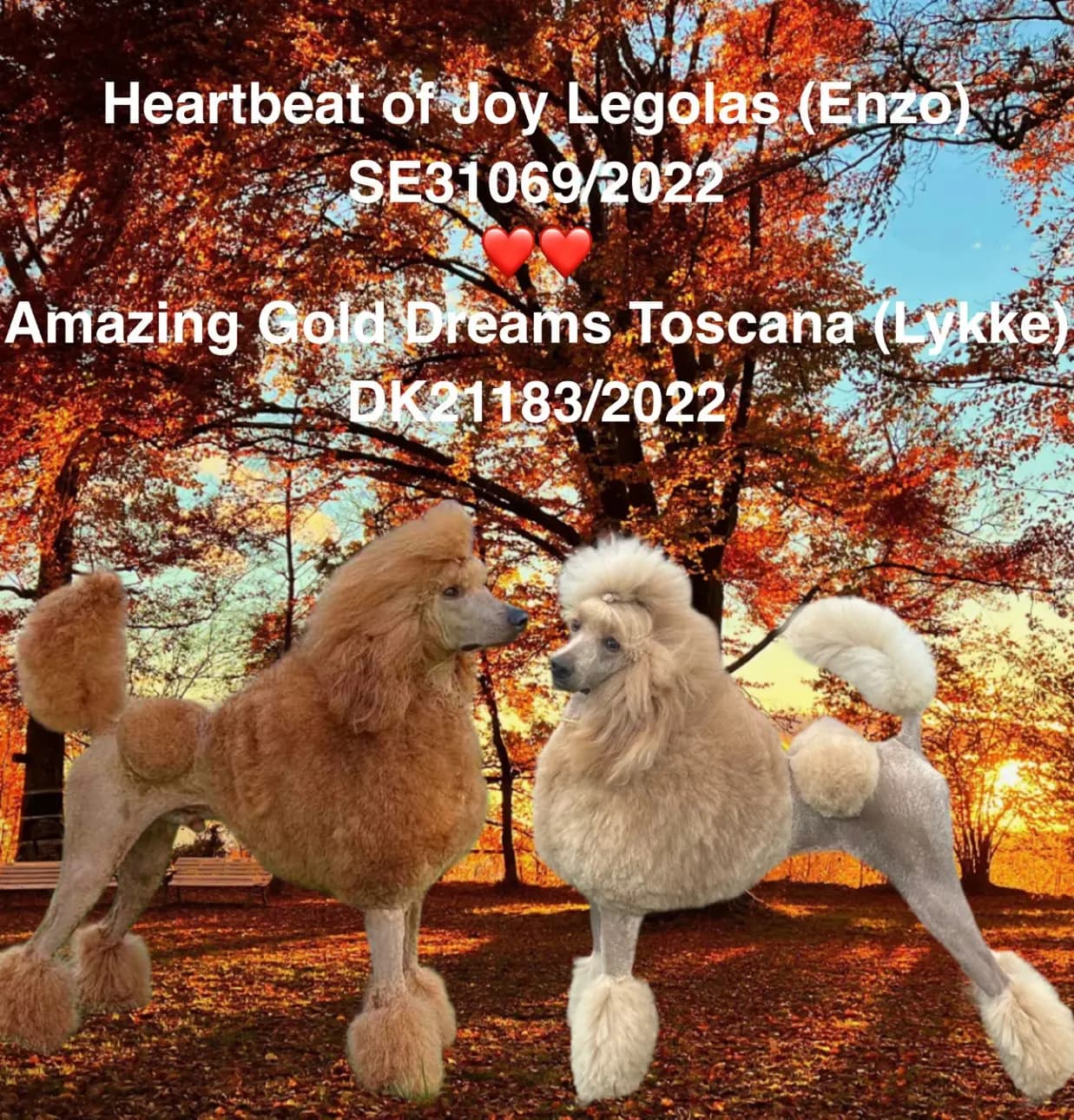 7 Valper - Stor Puddel