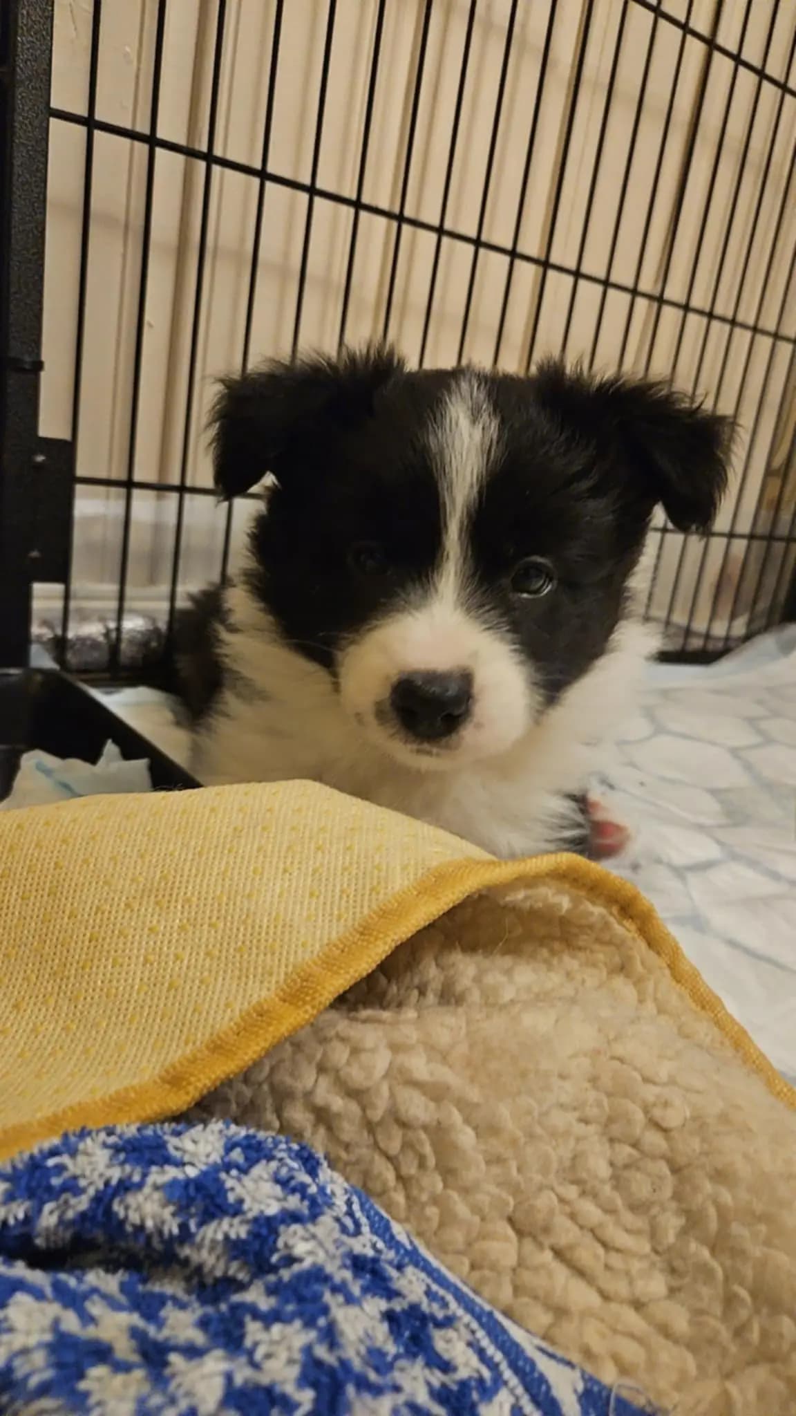 5 Valper - Border Collie