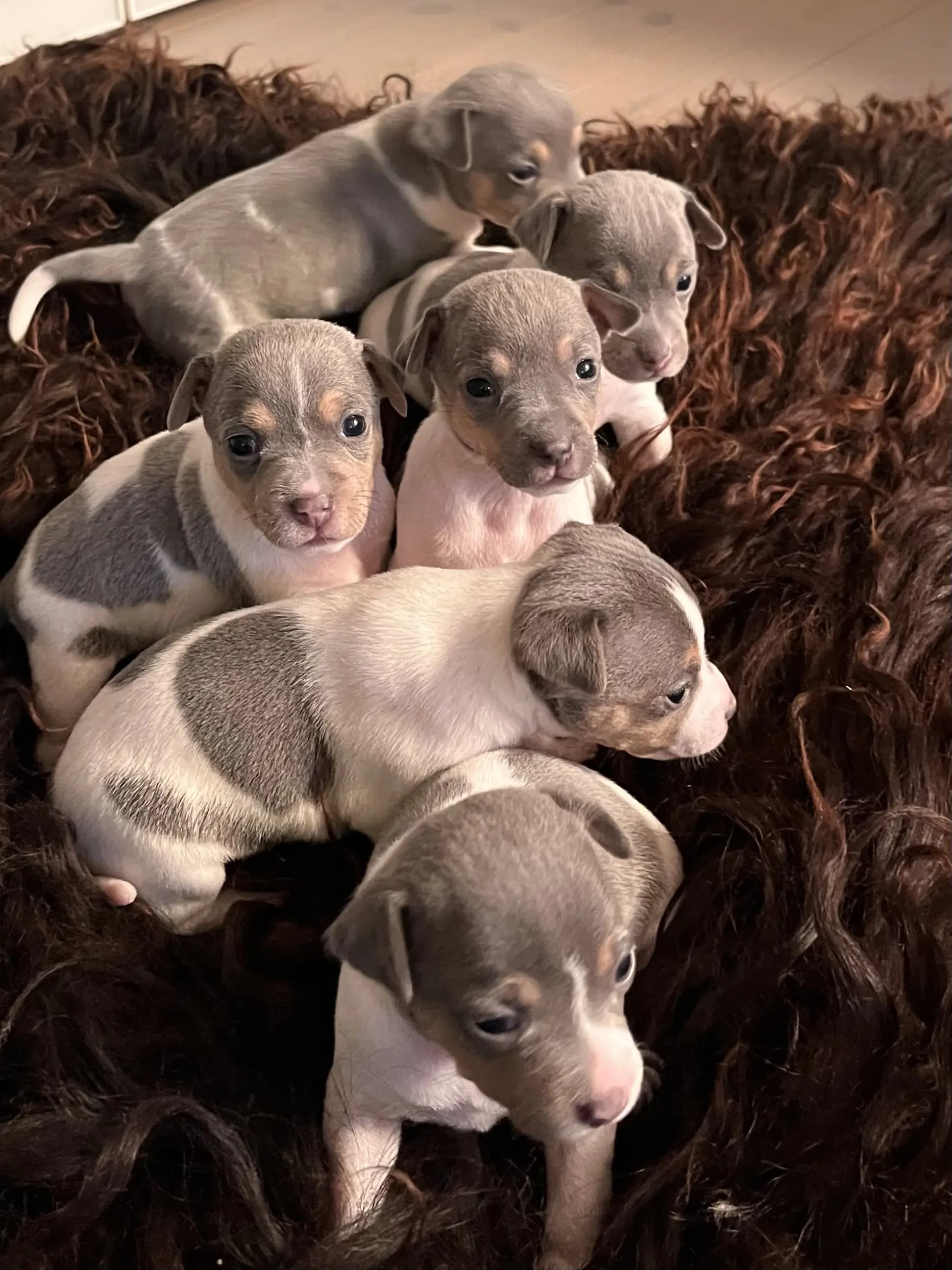 6 Valper - Terrier Brasileiro