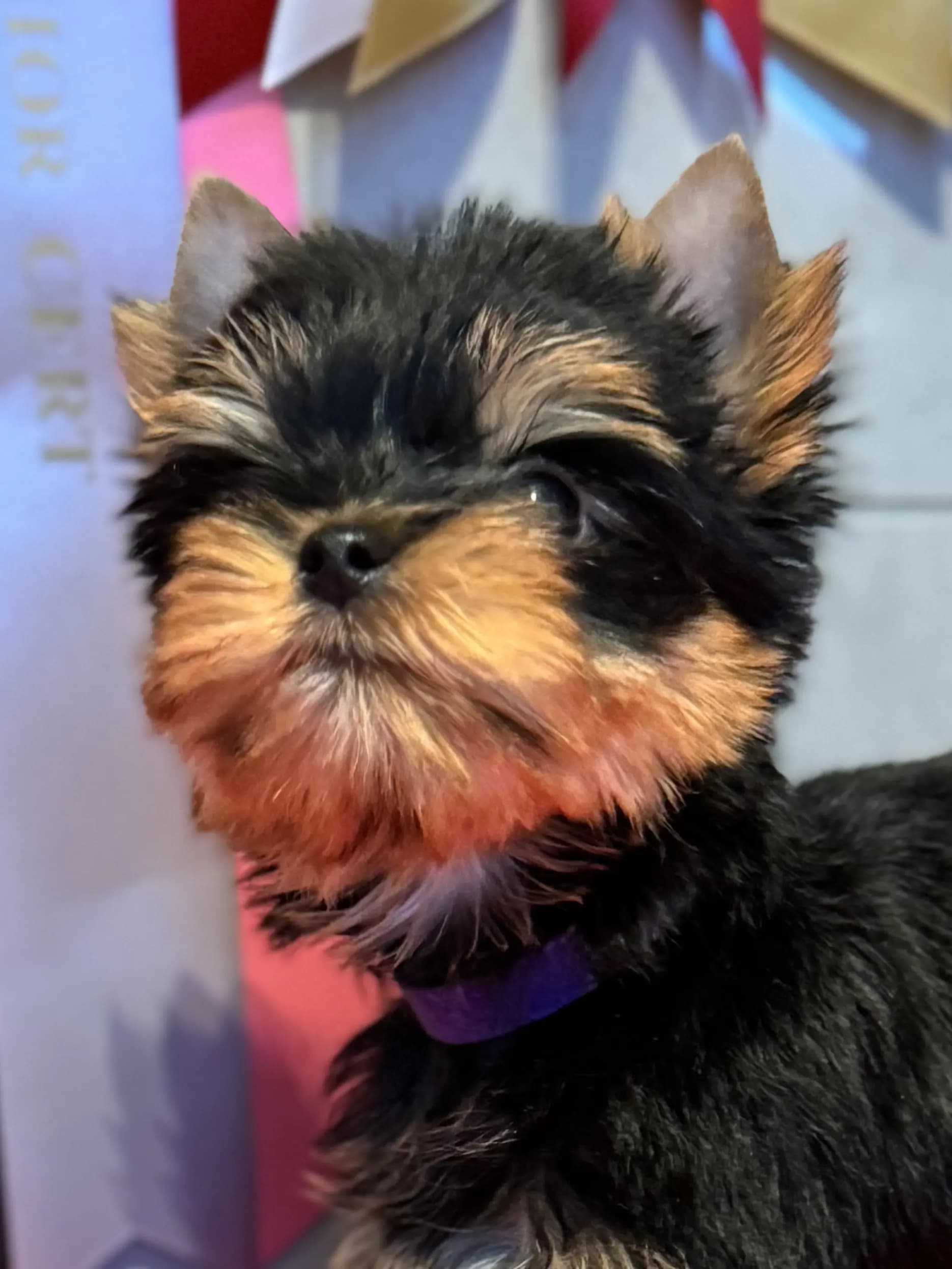 4 Valper - Yorkshire Terrier