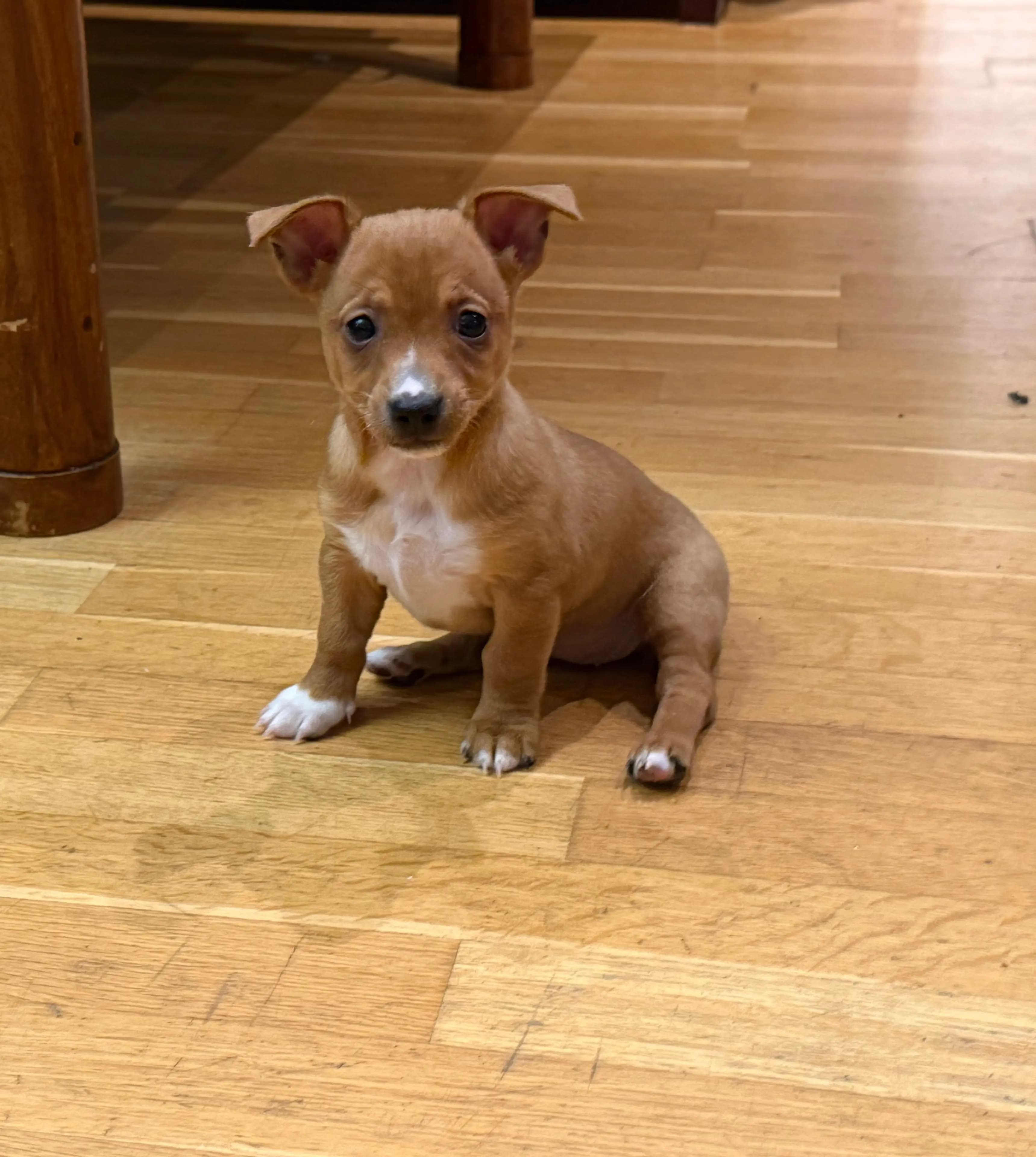 2 Valper - Podengo Portugues Liten Glatthåret