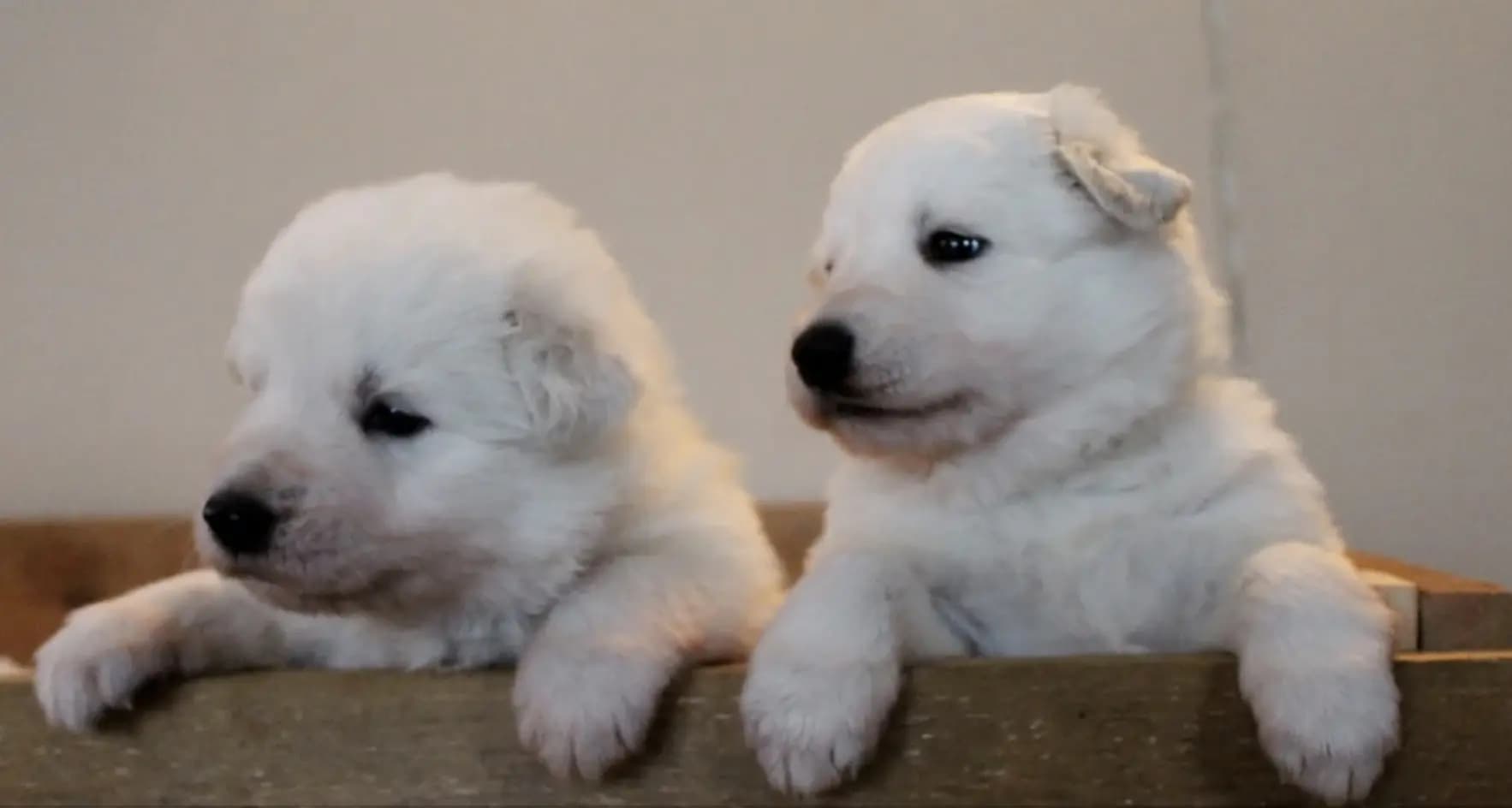 7 Valper - Hvit Gjeterhund