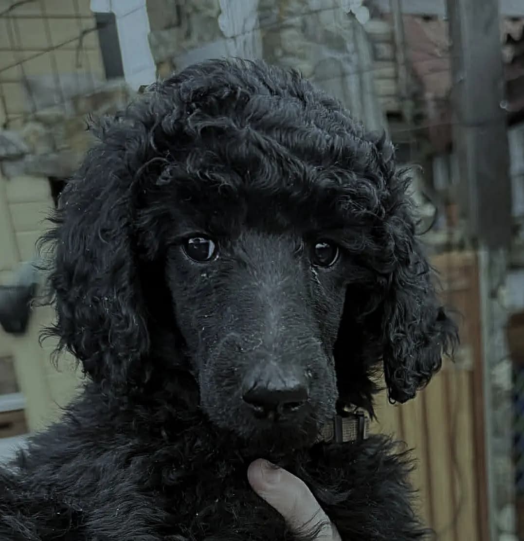 6 Valper - Stor Puddel