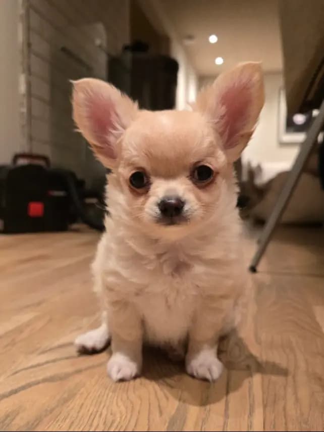 2 Valper - Chihuahua Langhåret