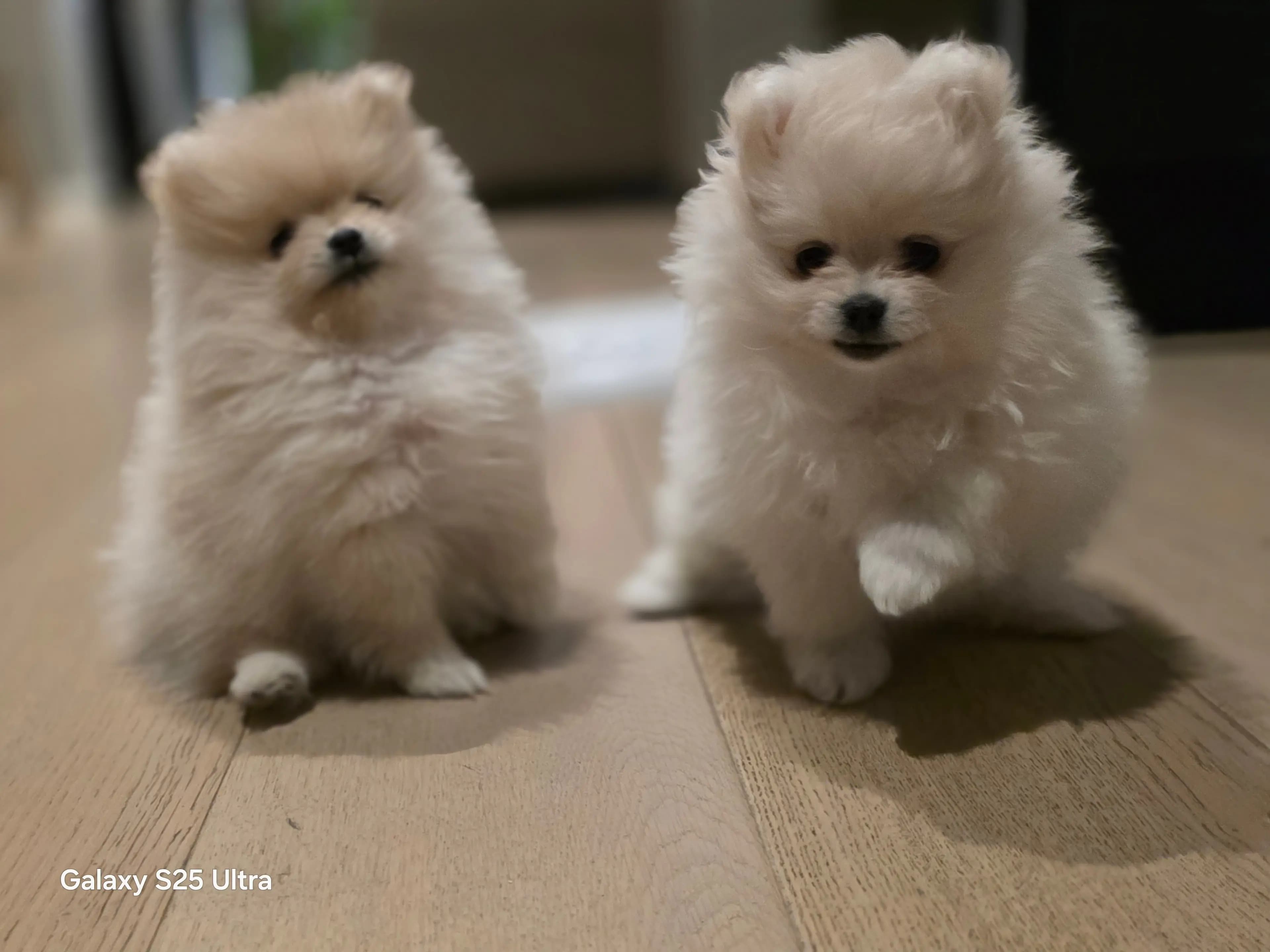 2 Valper - Pomeranian