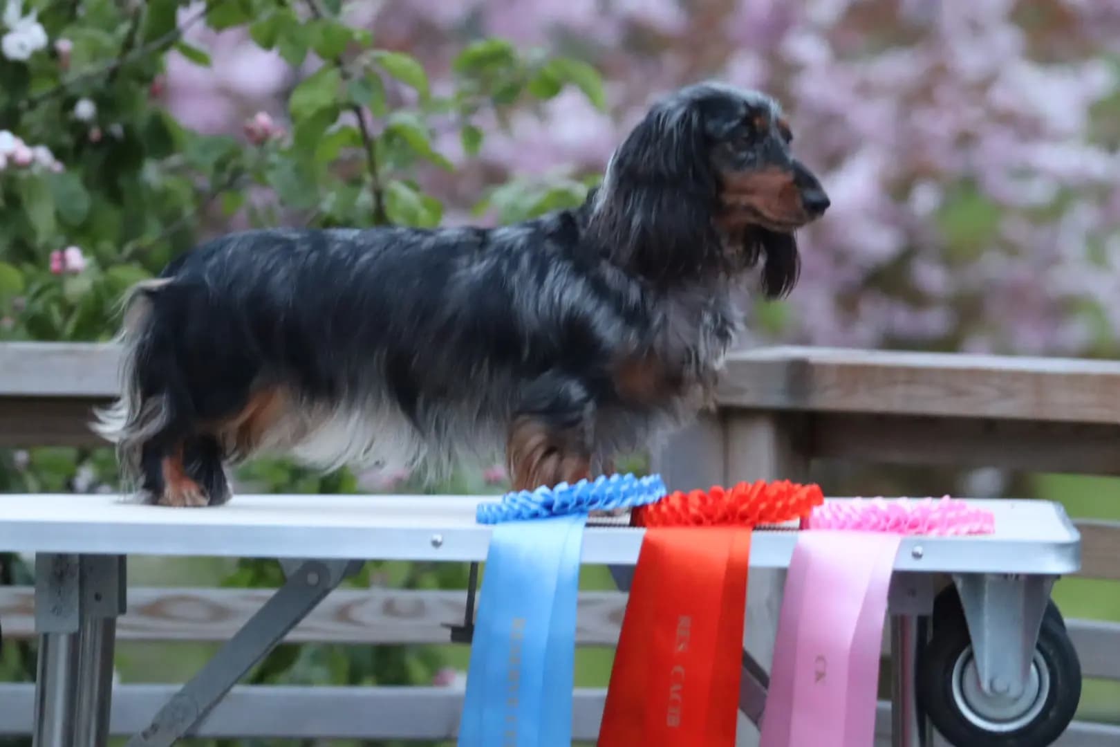 5 Valper - Dvergdachshund Langhåret