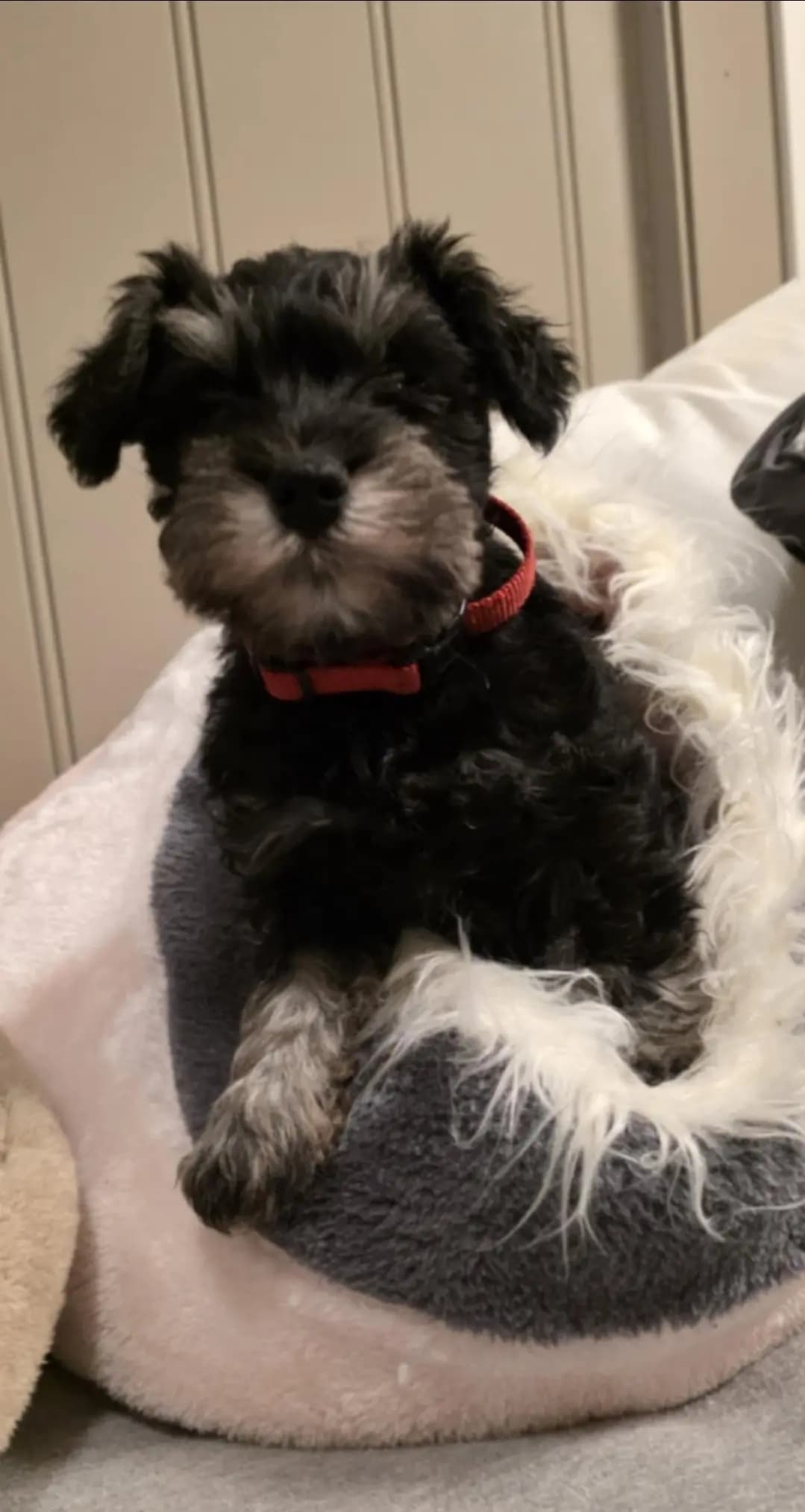 5 Valper - Dvergschnauzer Sort/silver