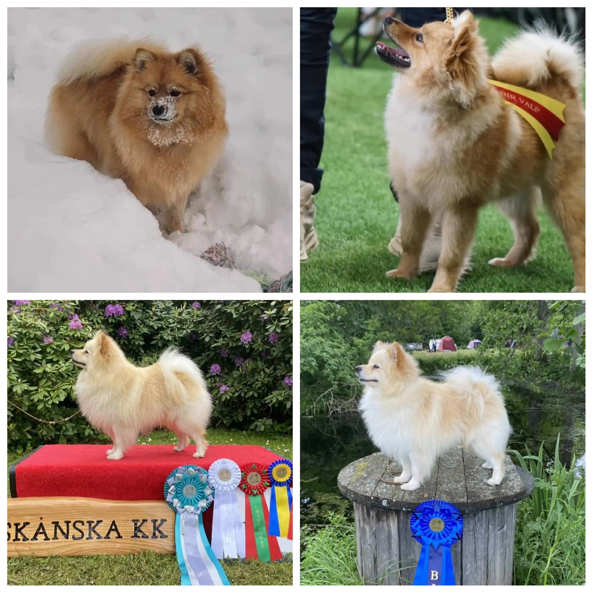 5 Valper - Mittelspitz